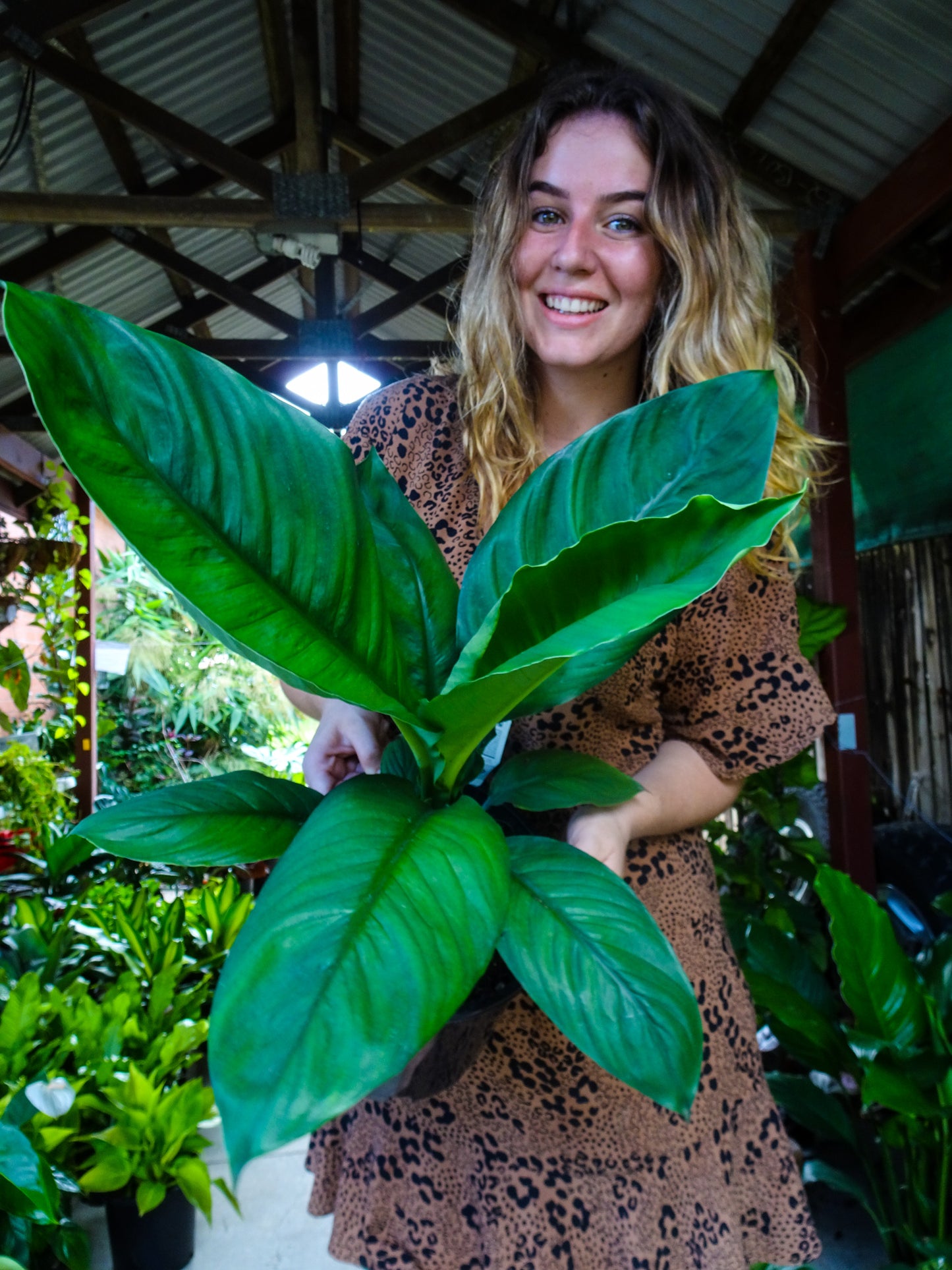 Spathiphyllum Sensation Peace Lily