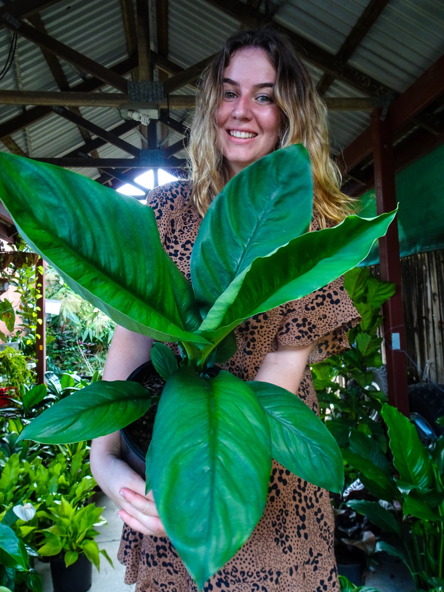 Spathiphyllum Sensation Peace Lily