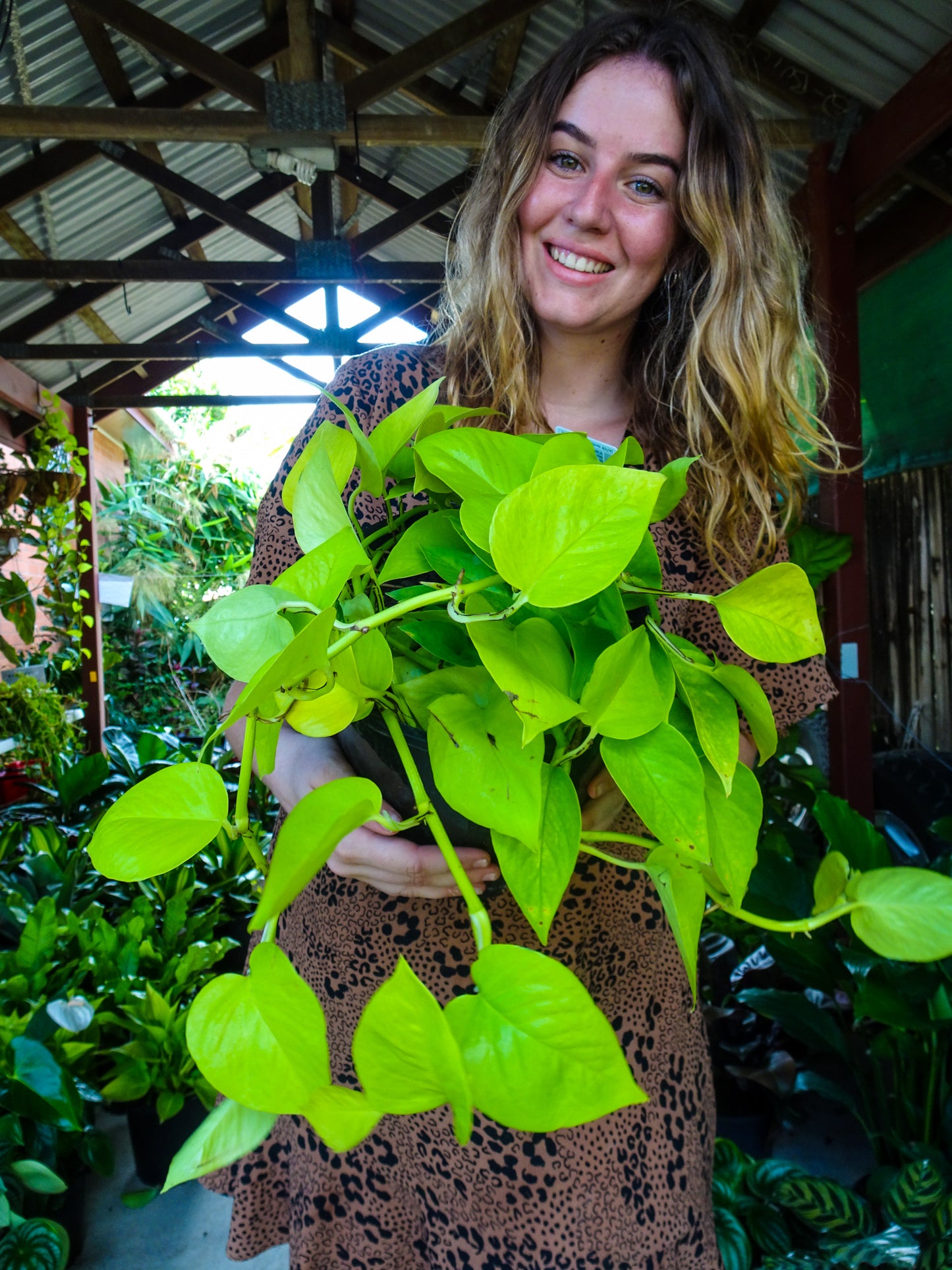 Neon Pothos