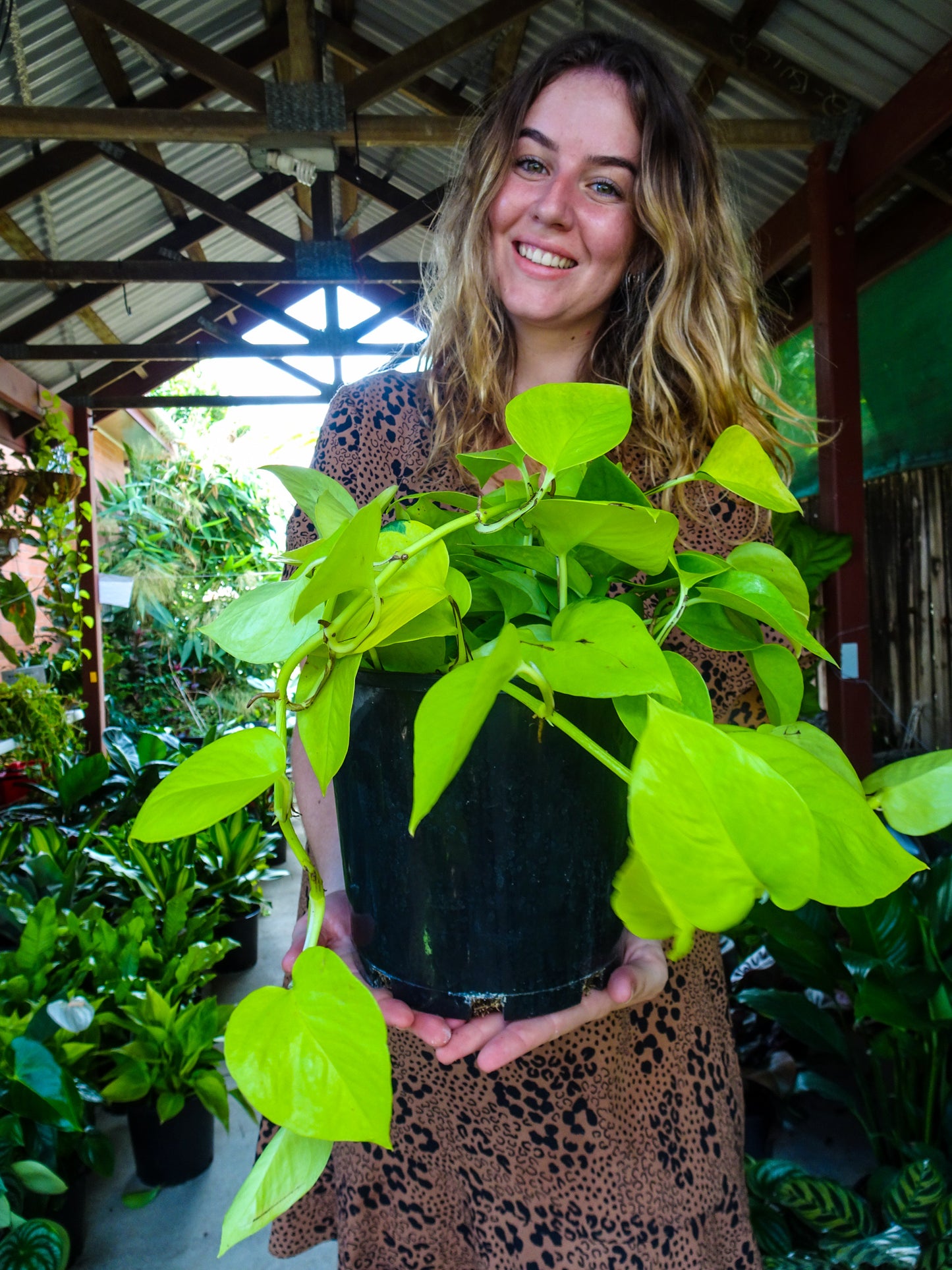 Neon Pothos