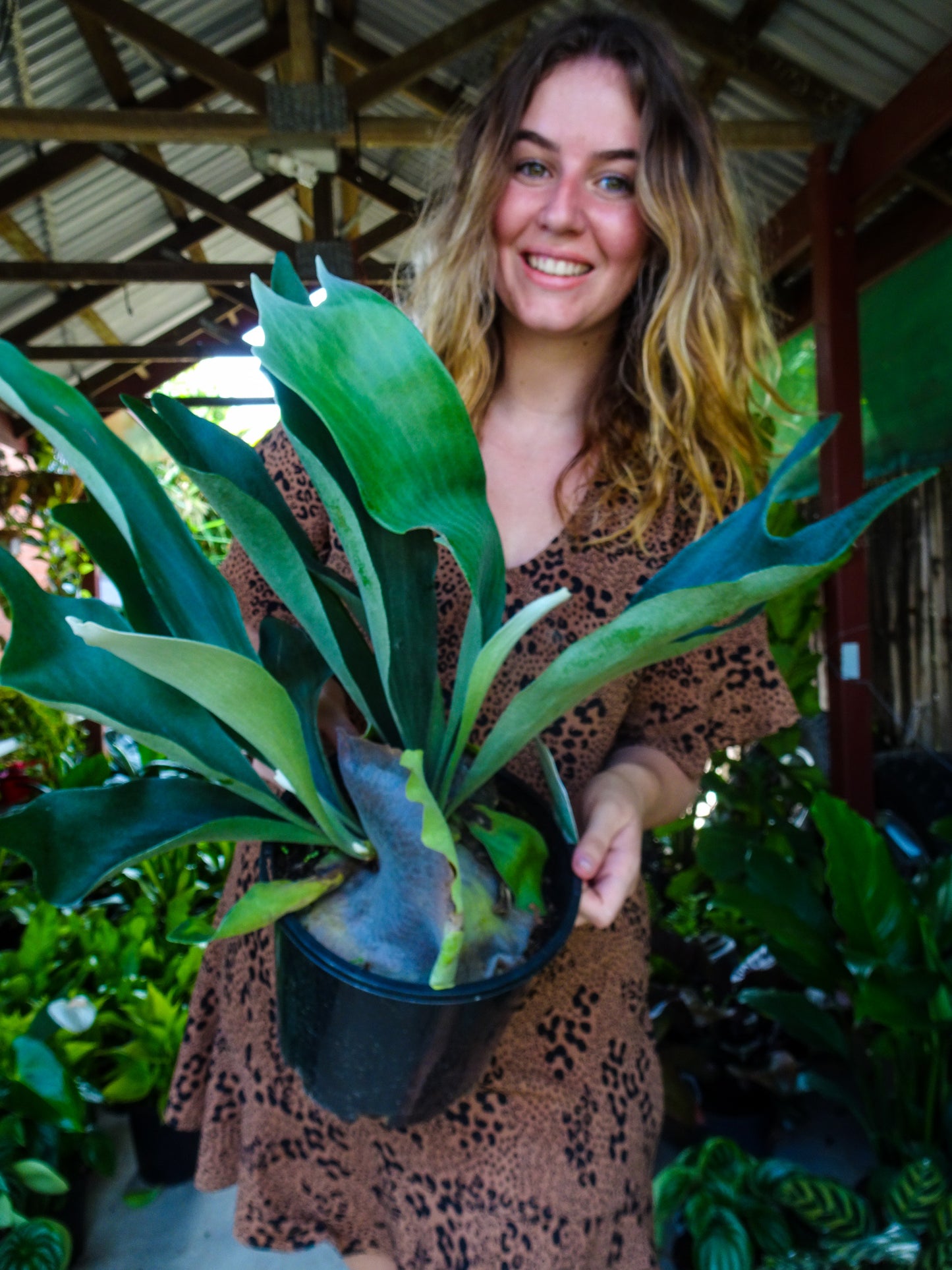 Elkhorn Fern