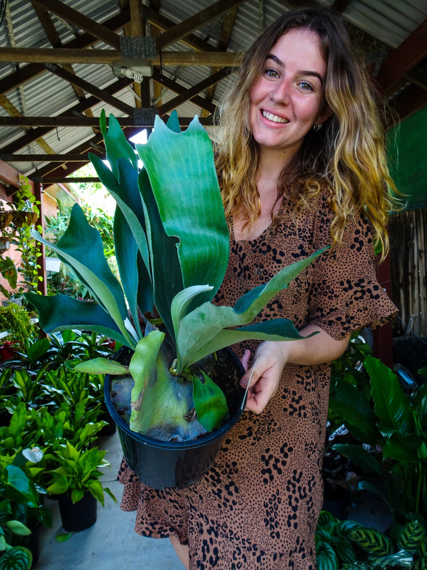 Elkhorn Fern