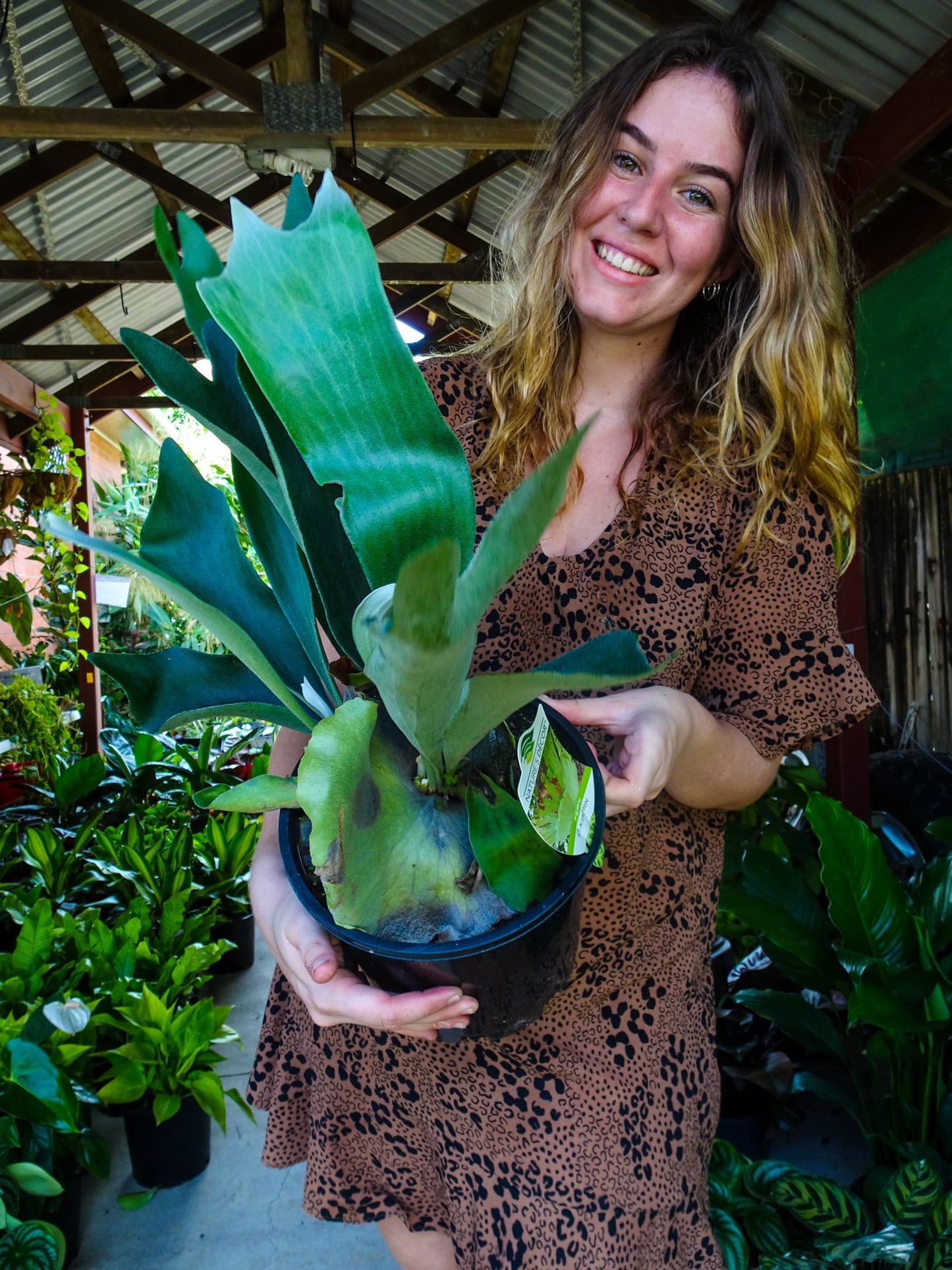 Elkhorn Fern