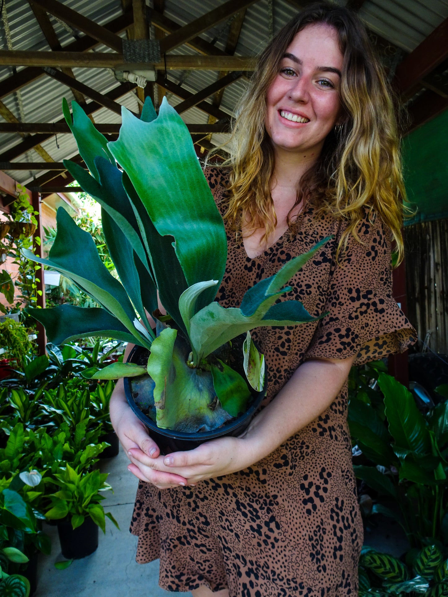 Elkhorn Fern