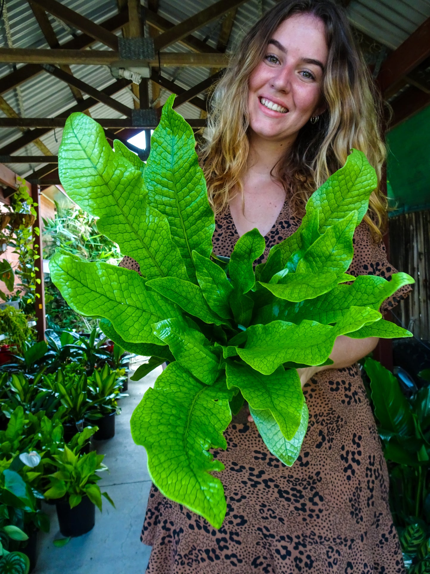 Crocodile Fern