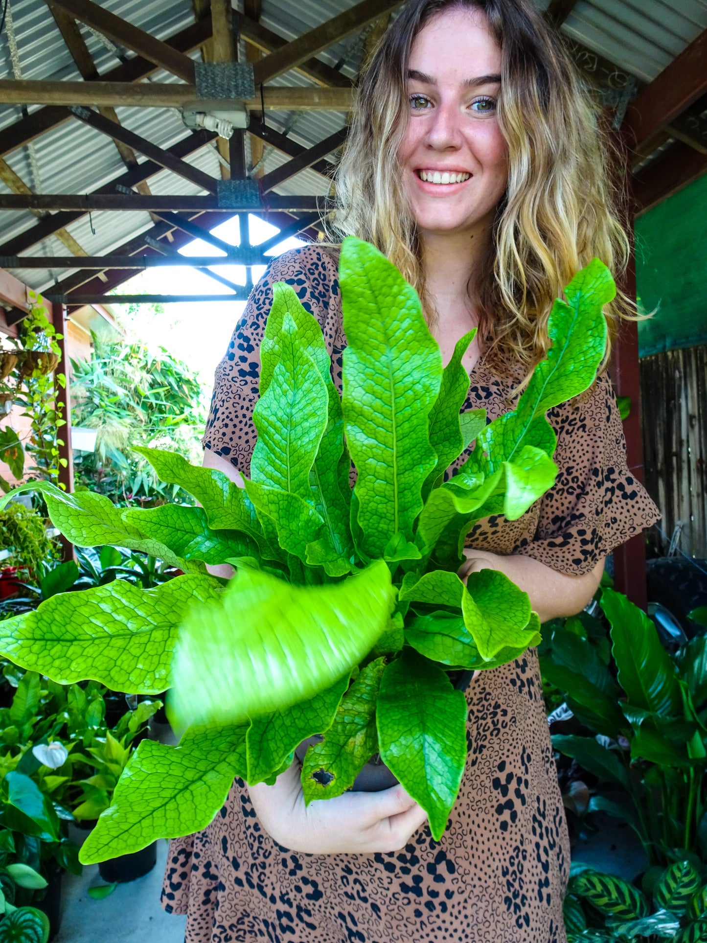 Crocodile Fern