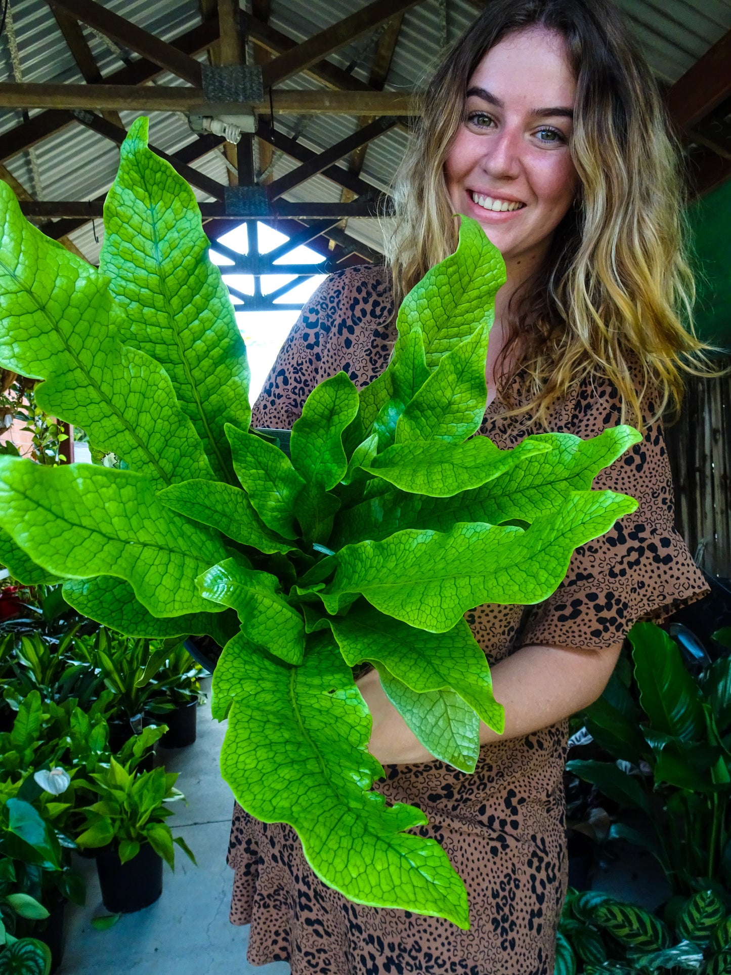 Crocodile Fern