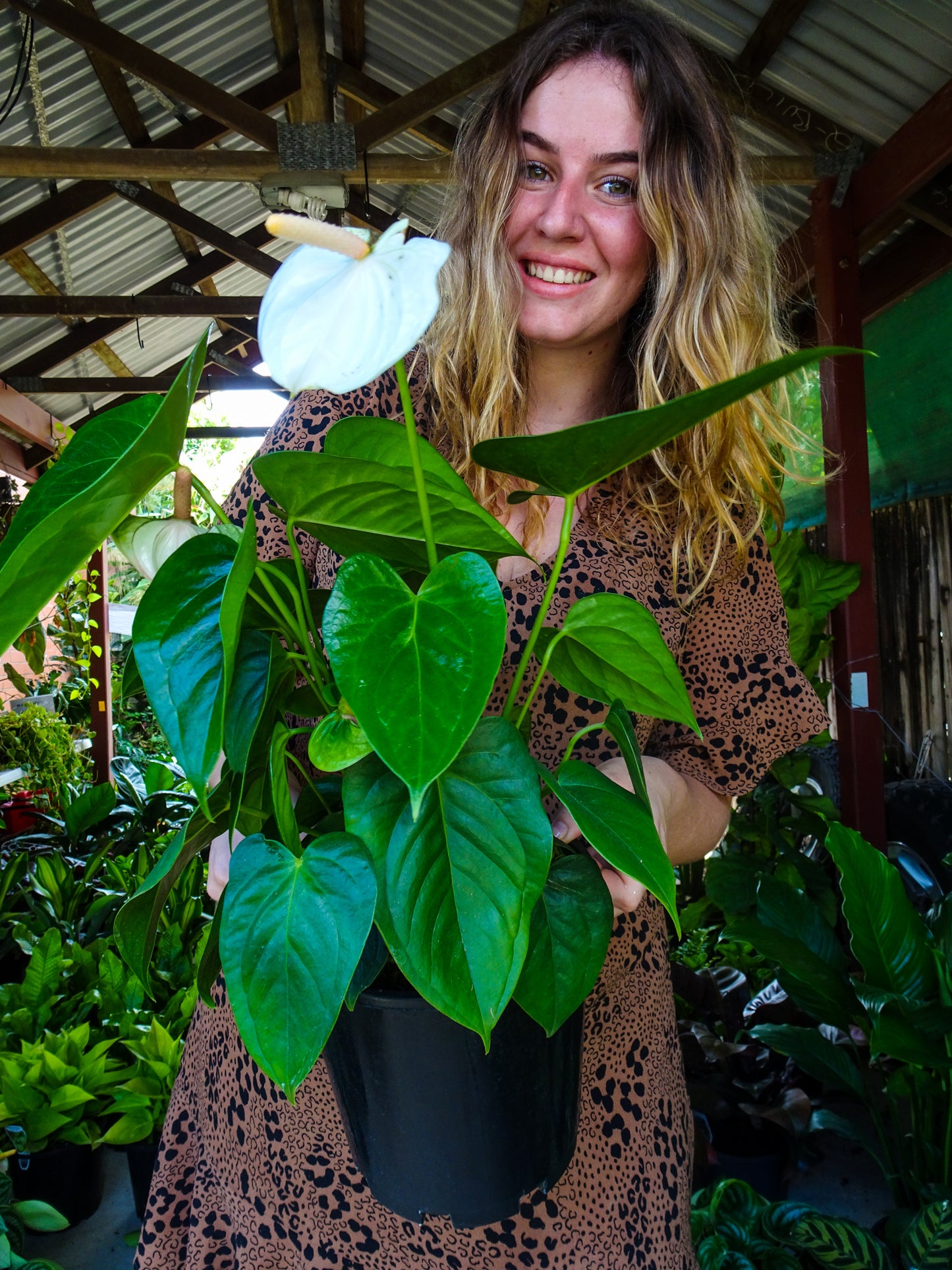 Anthurium White Dove