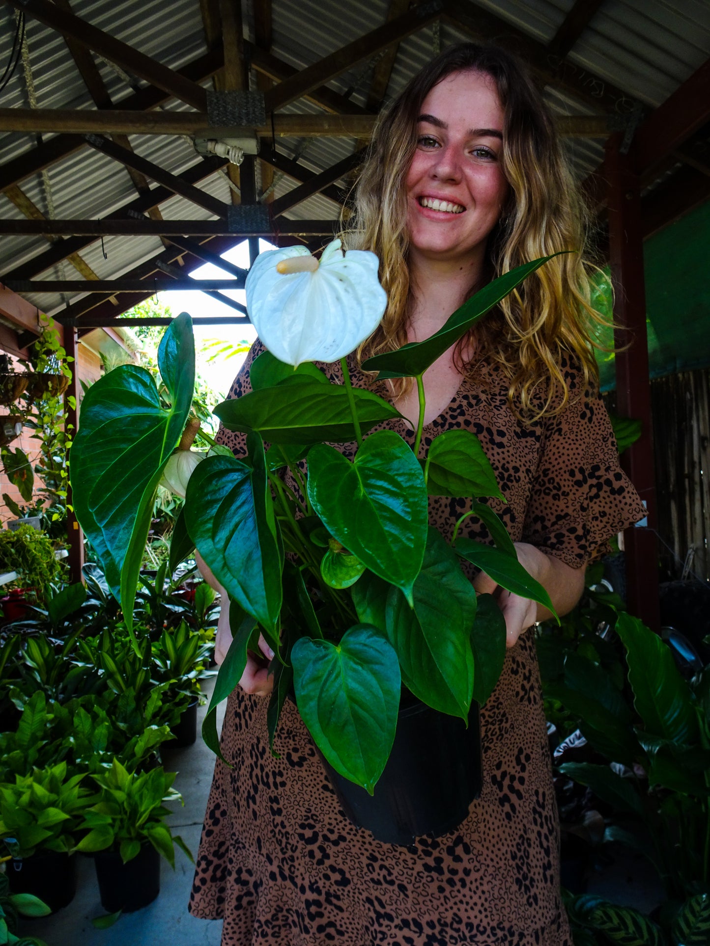 Anthurium White Dove