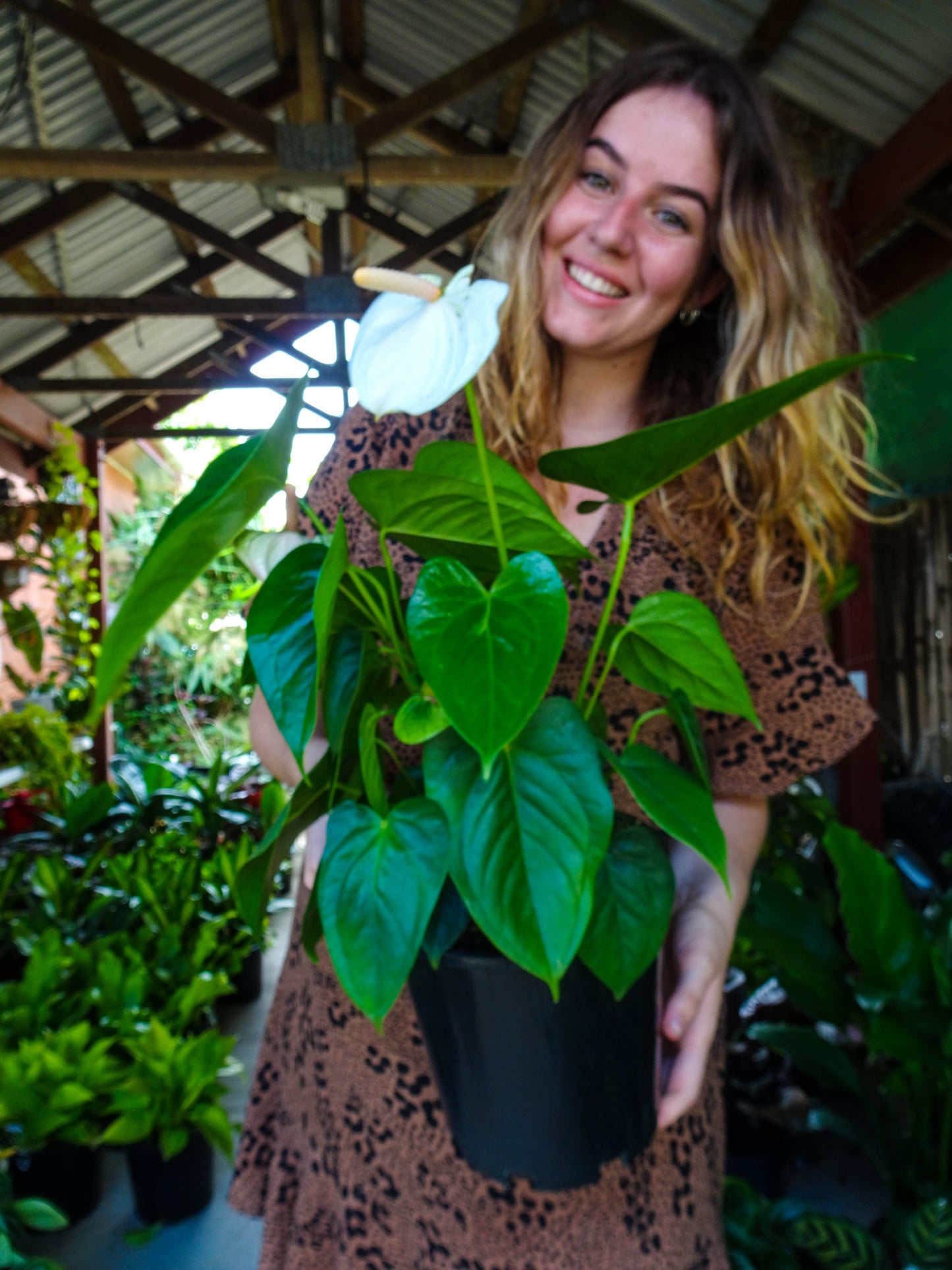 Anthurium White Dove