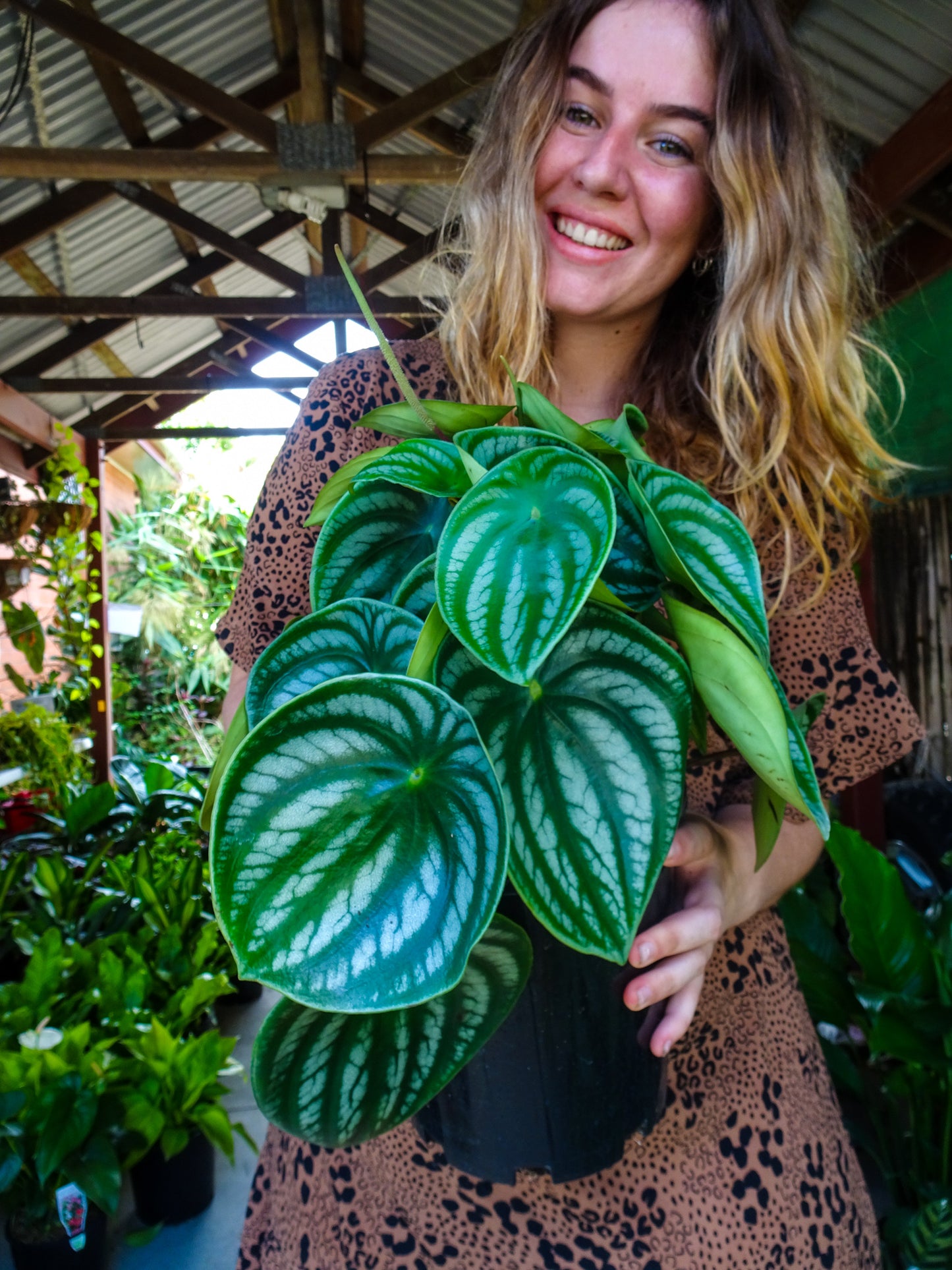 Watermelon Peperomia