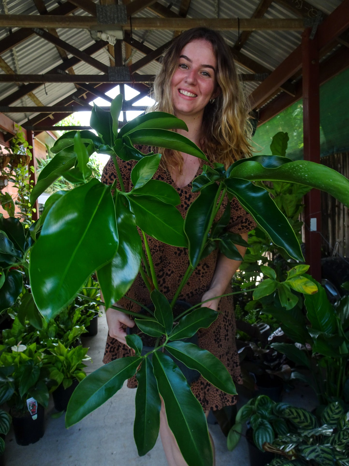 Philodendron Goeldii