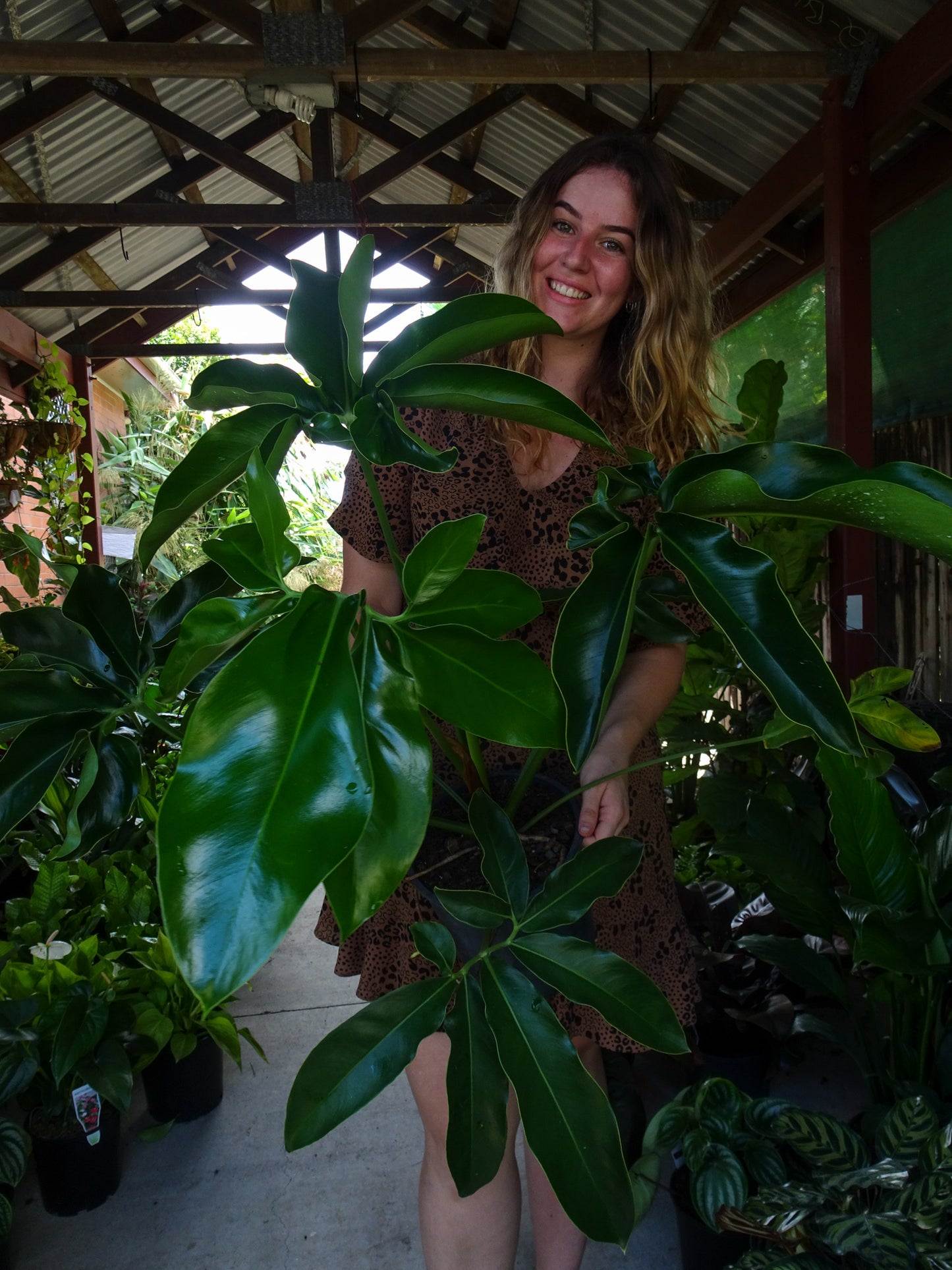 Philodendron Goeldii
