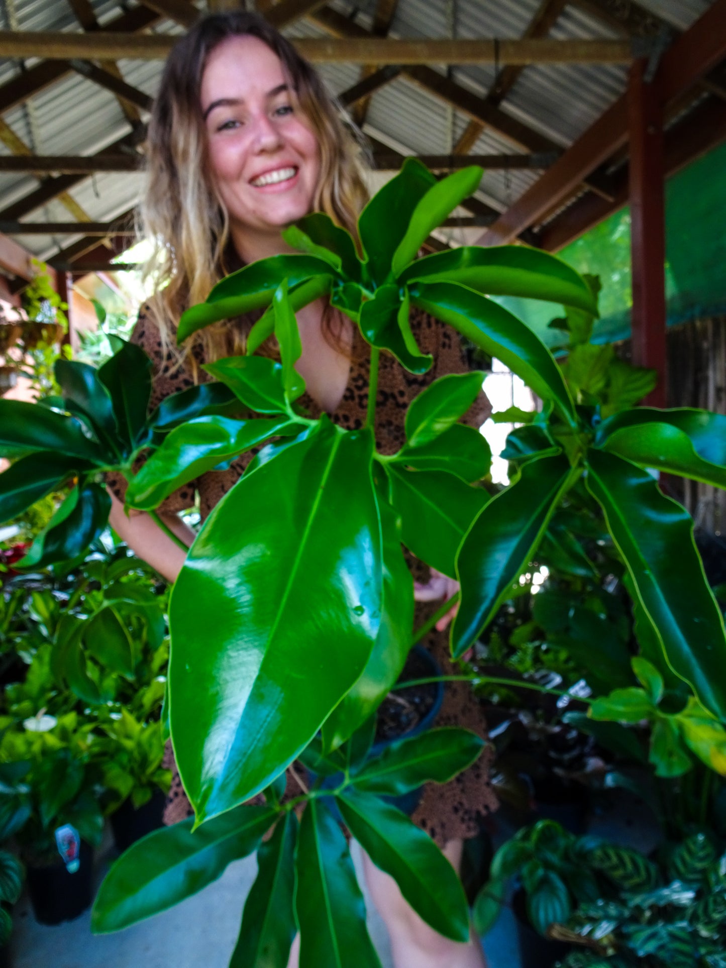Philodendron Goeldii