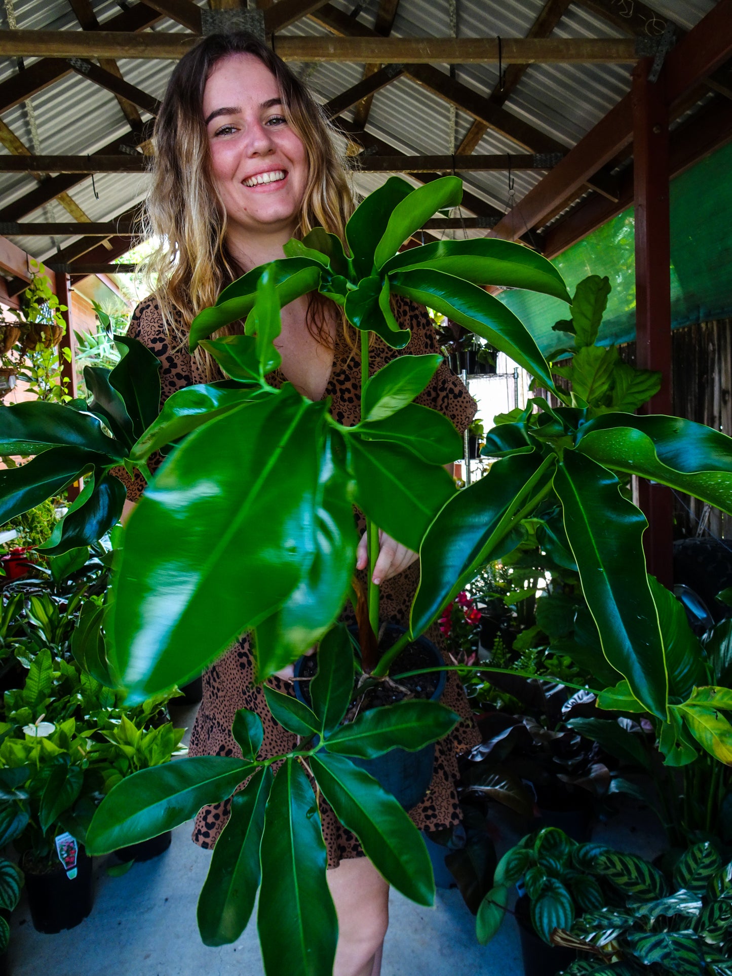 Philodendron Goeldii