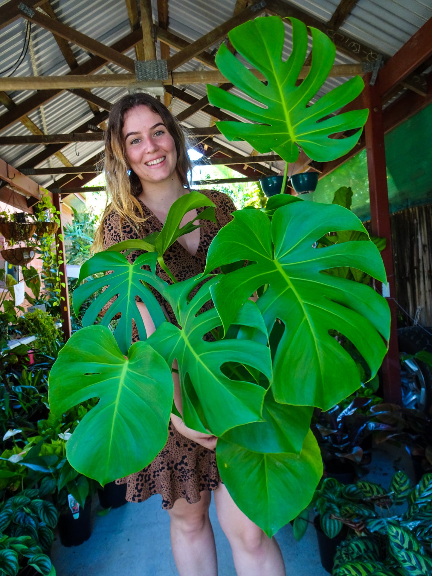 Monstera Deliciosa