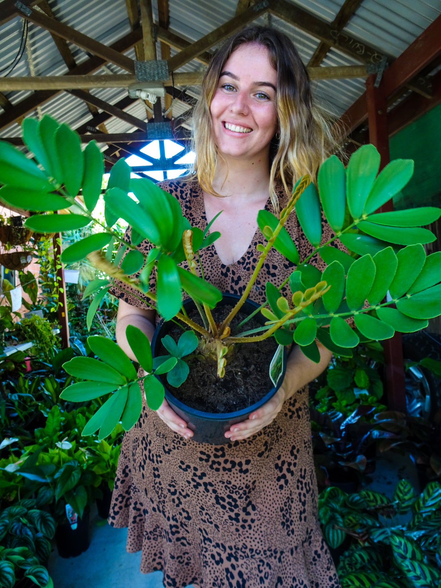 Cardboard Plant