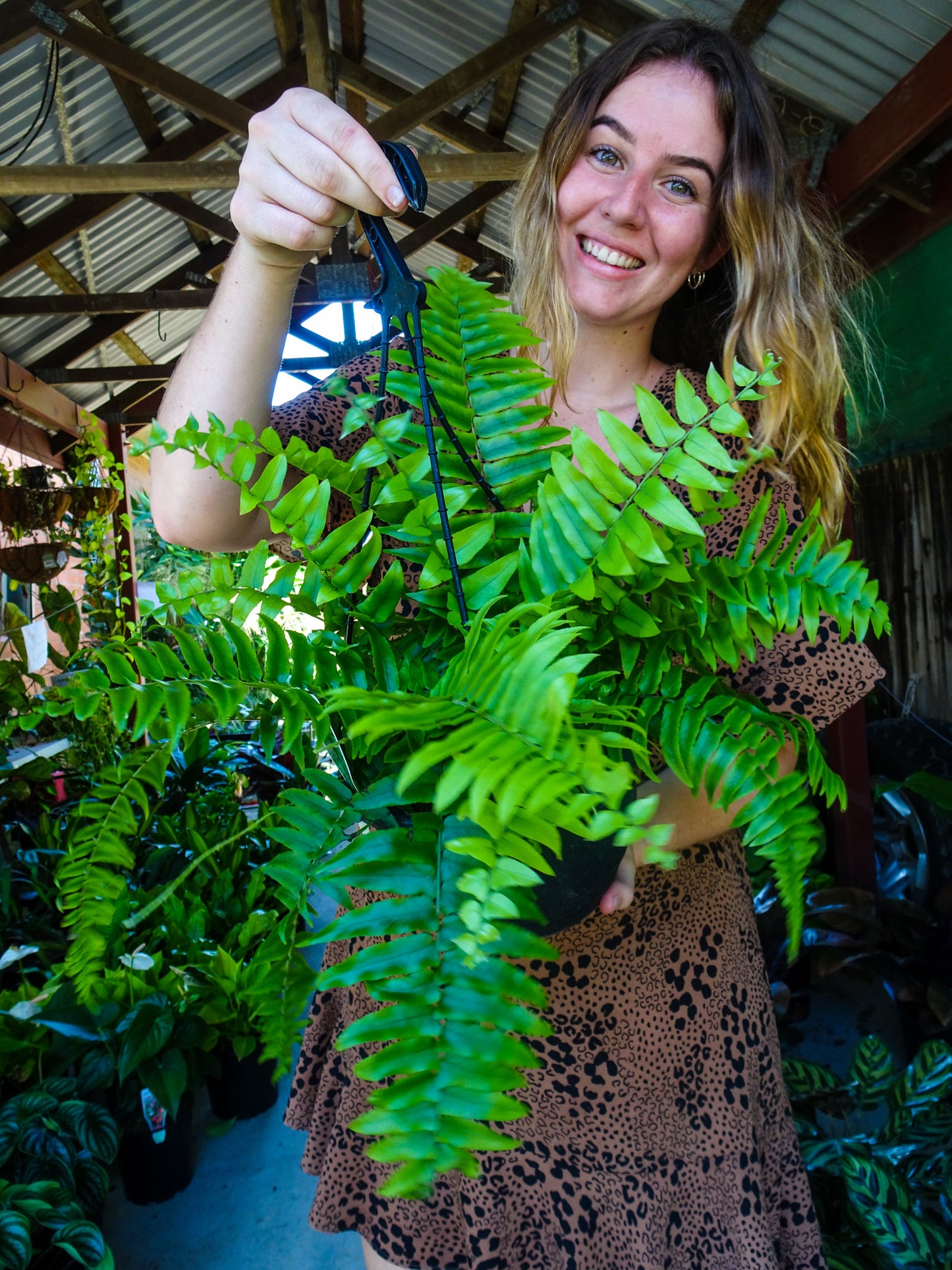 Sword Fern Hanging Basket