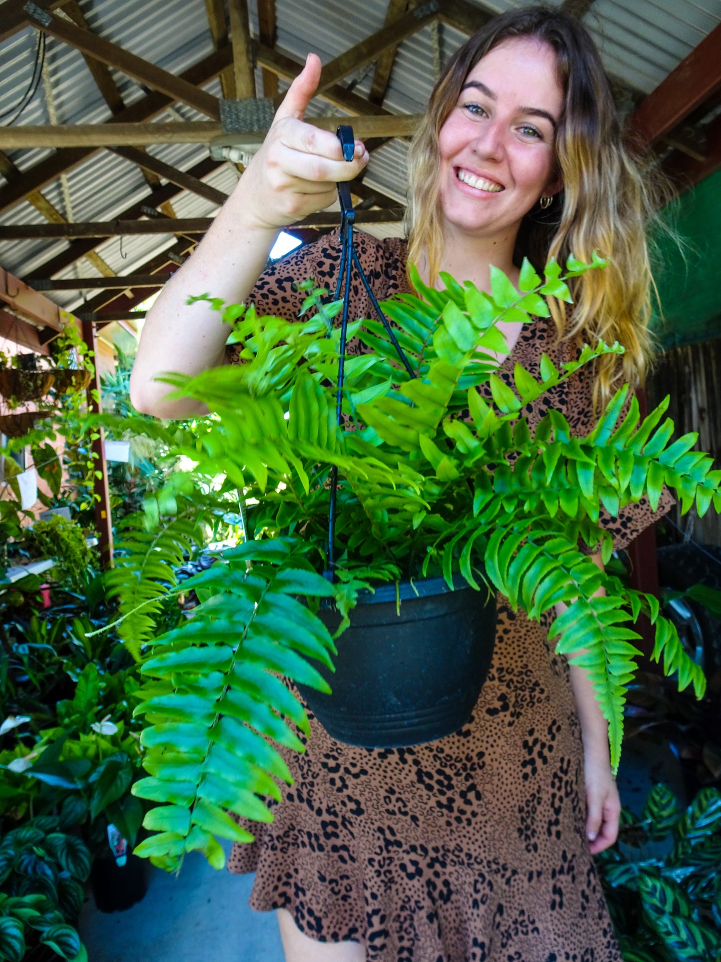 Sword Fern Hanging Basket