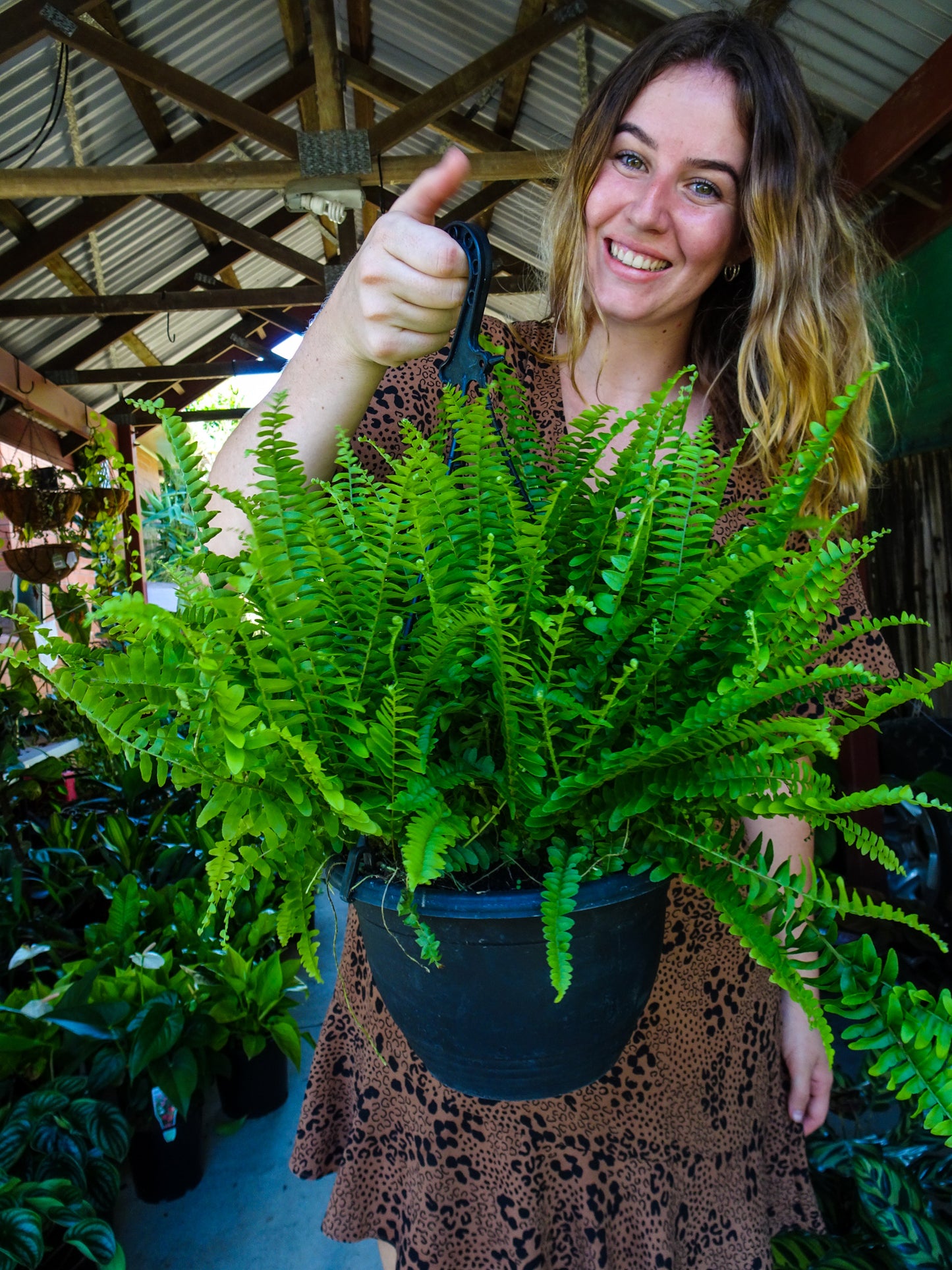 Boston Fern Hanging Basket