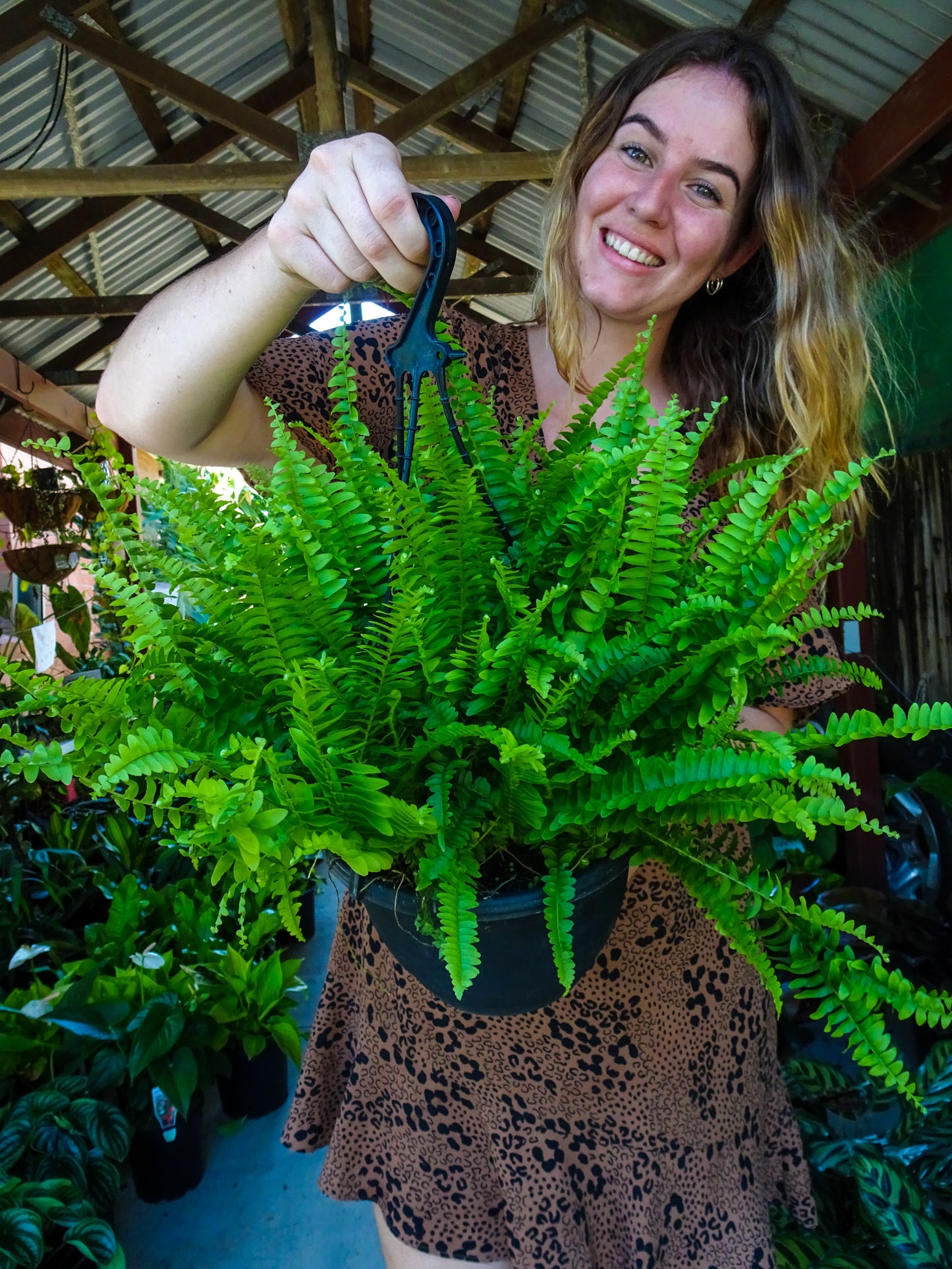 Boston Fern Hanging Basket