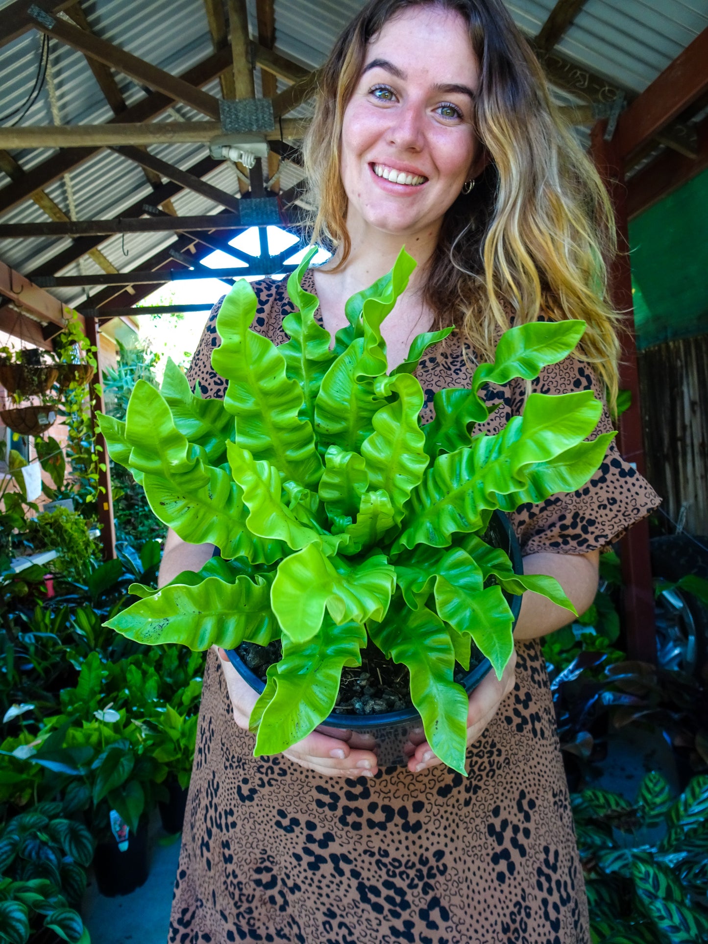 Crispy Wave Fern