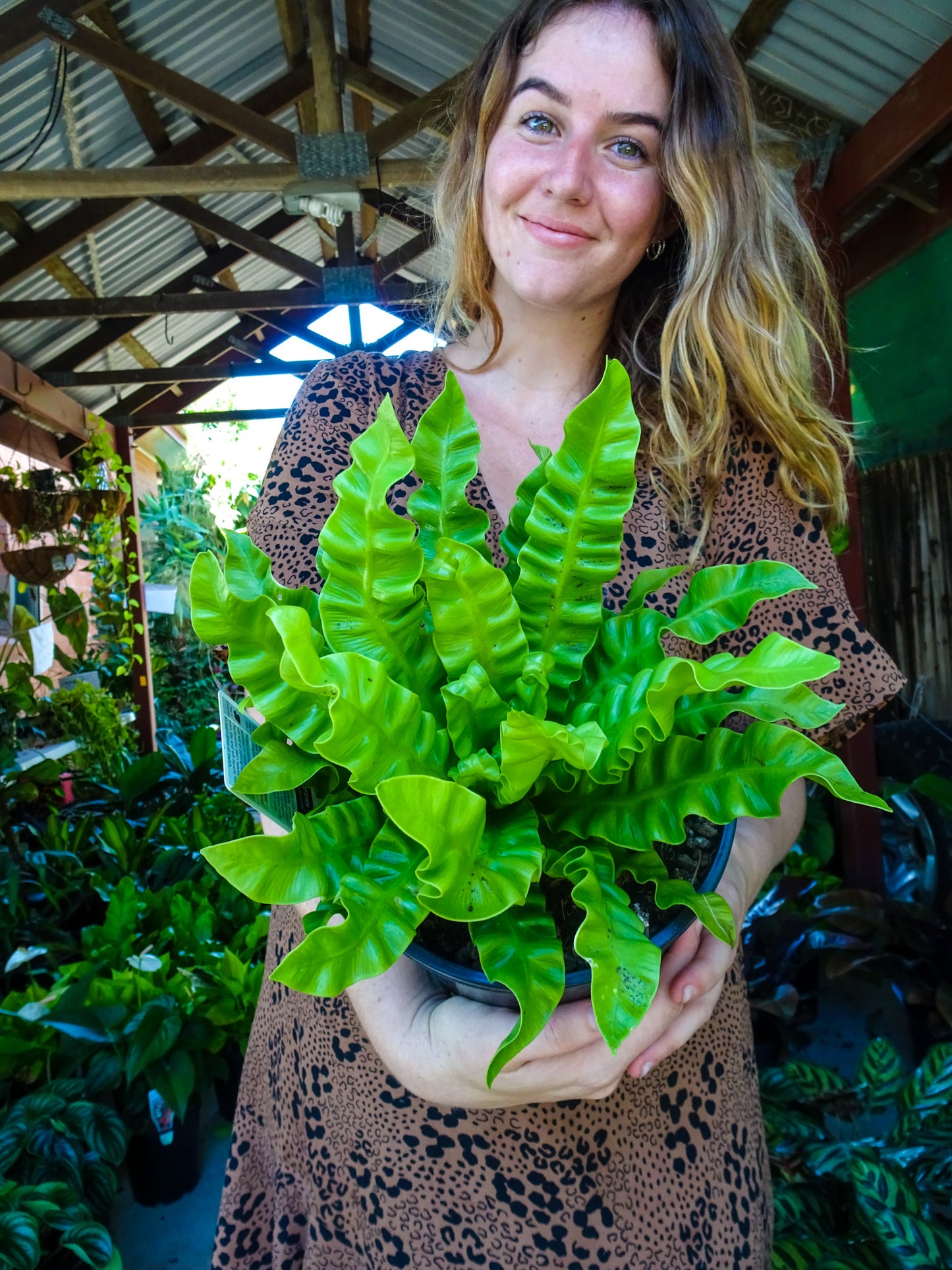 Crispy Wave Fern