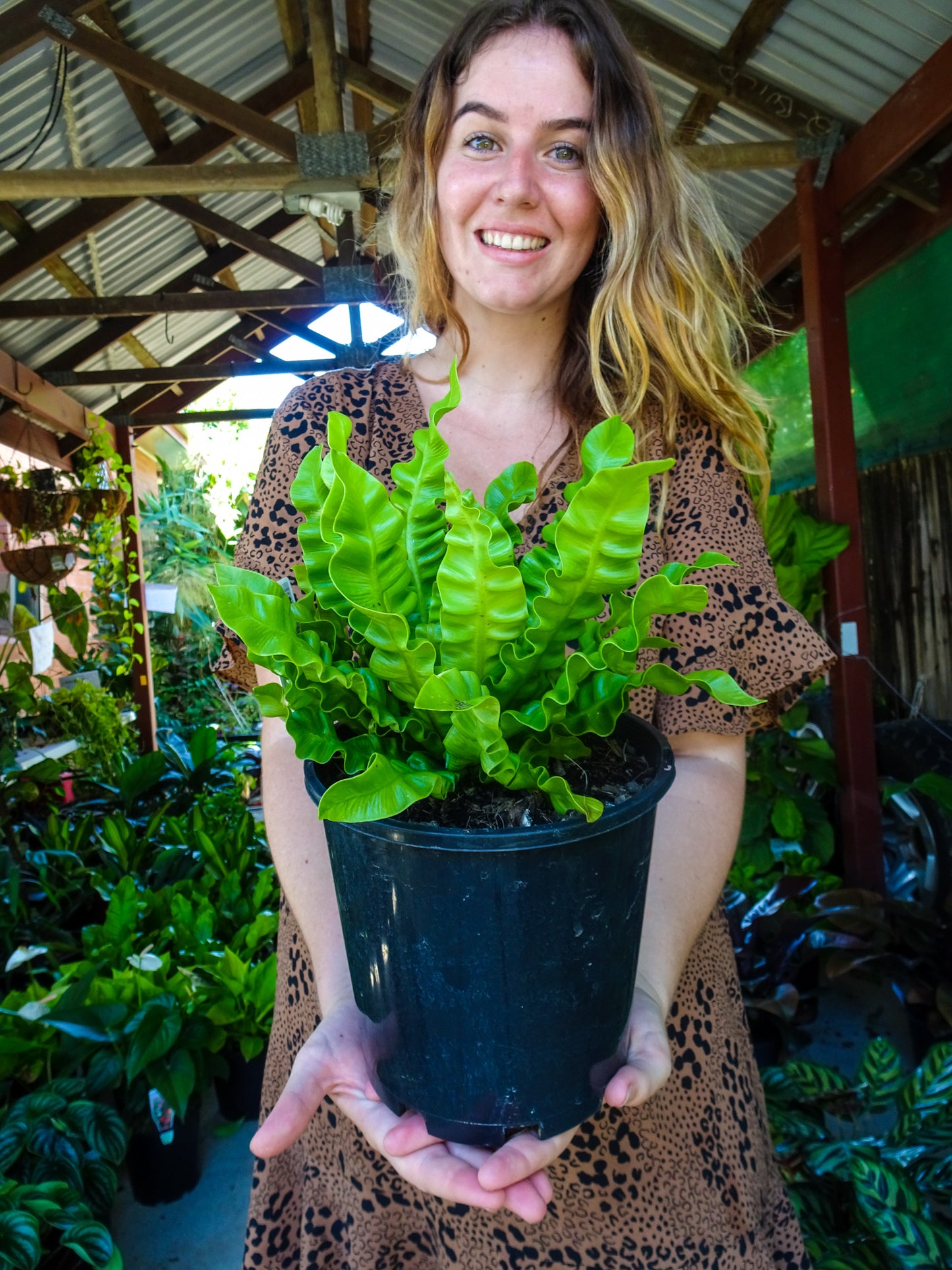 Crispy Wave Fern