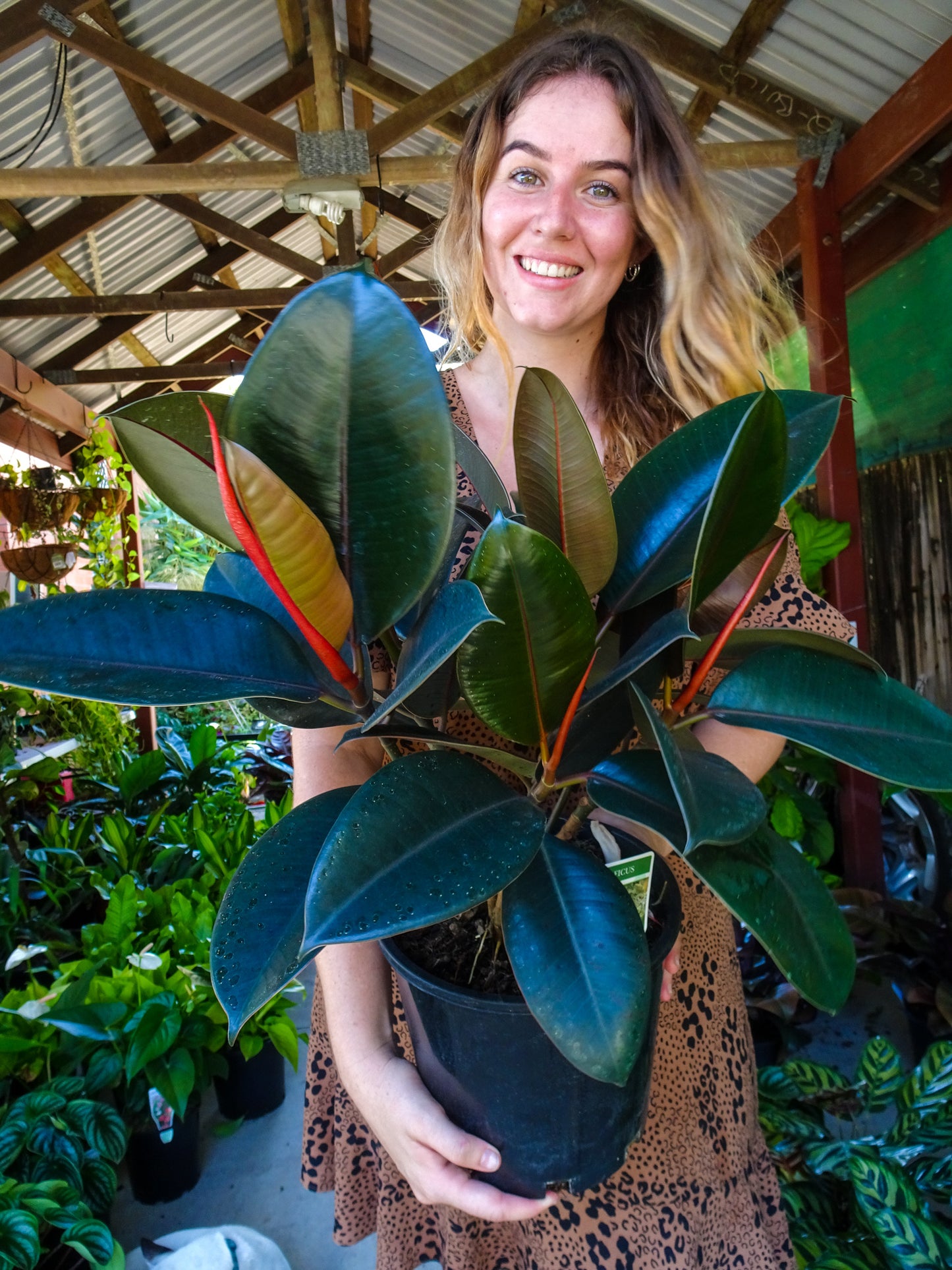 Burgundy Rubber Tree
