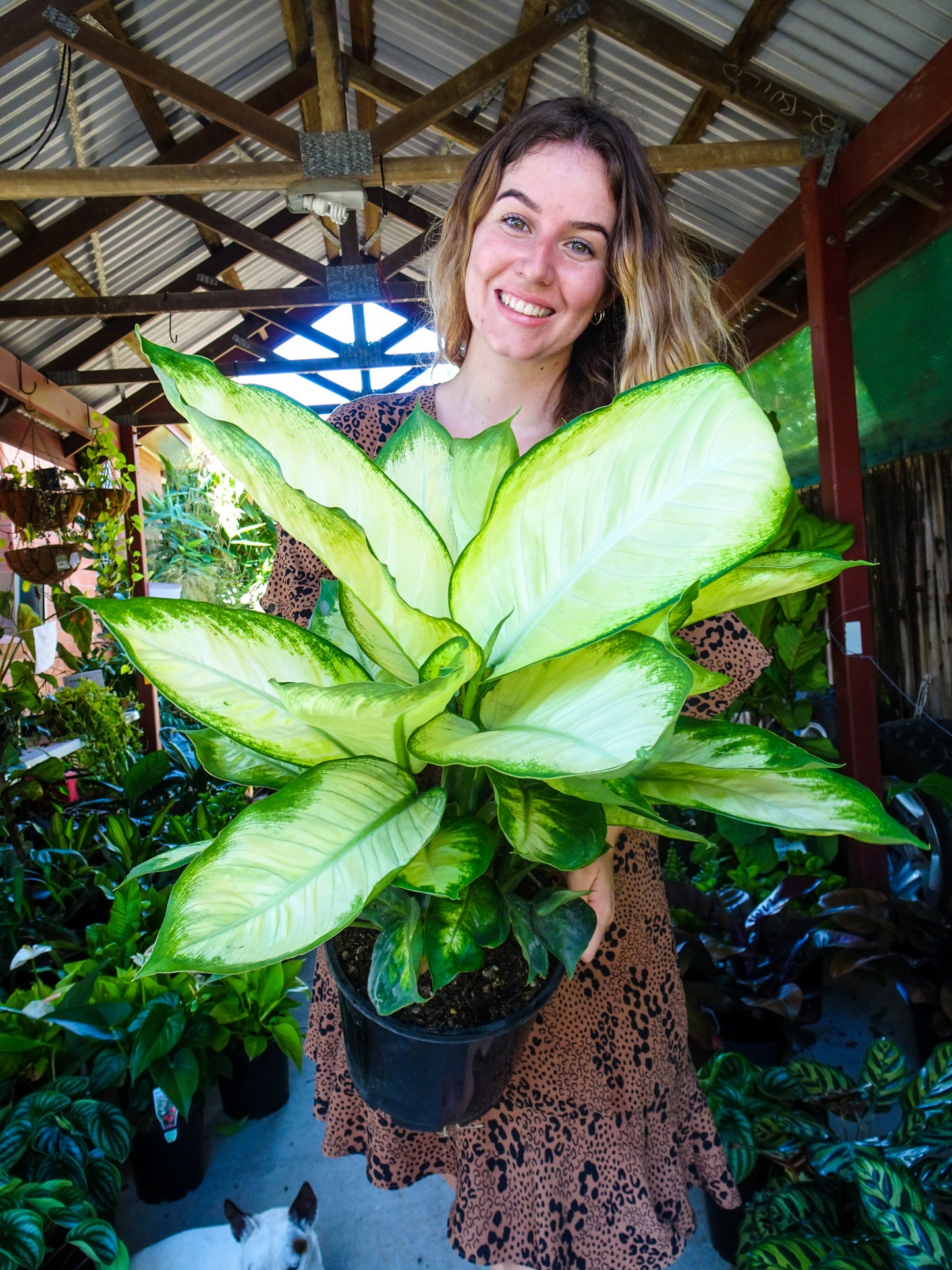 Dieffenbachia Tropic Marianne