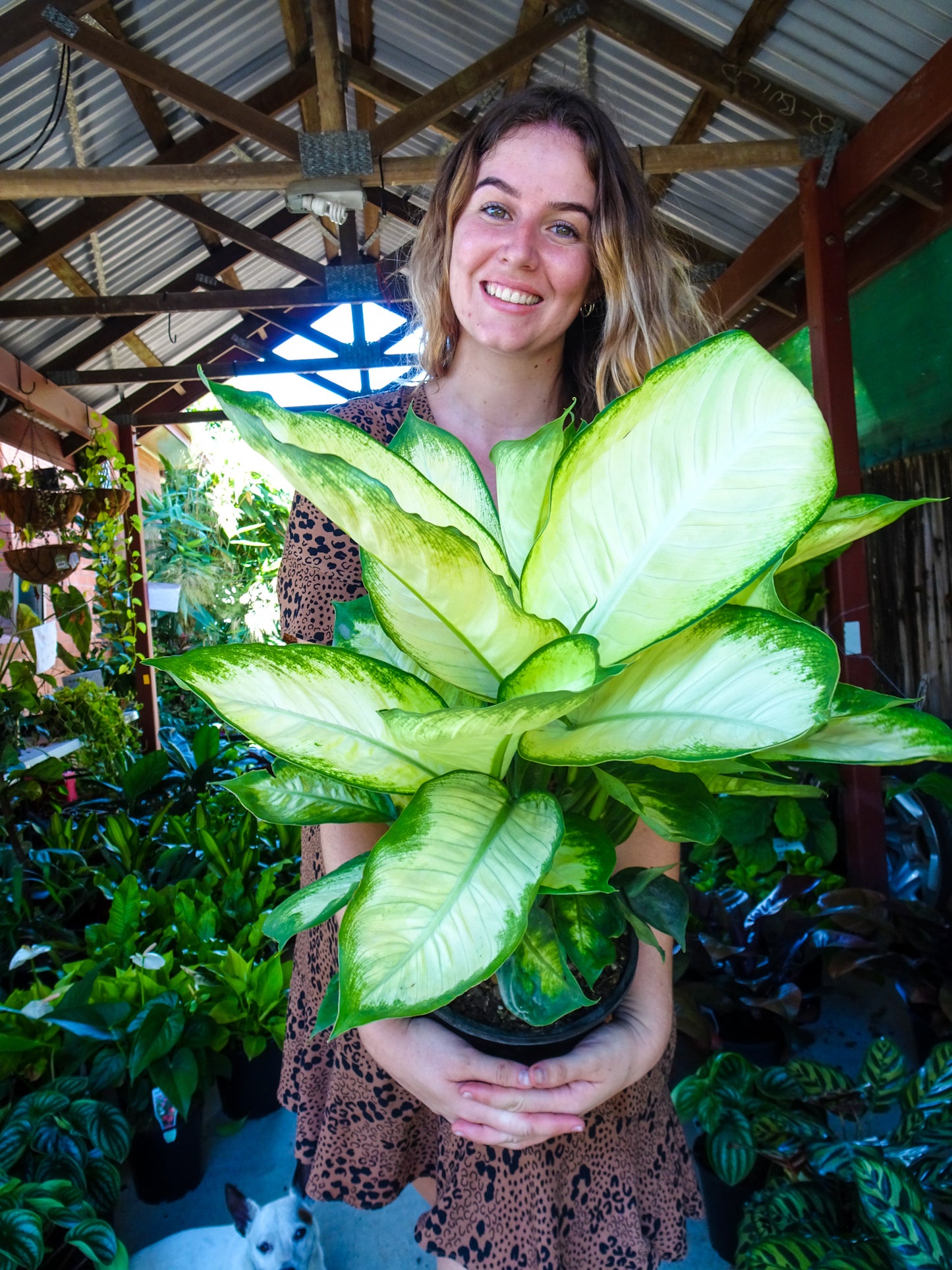 Dieffenbachia Tropic Marianne