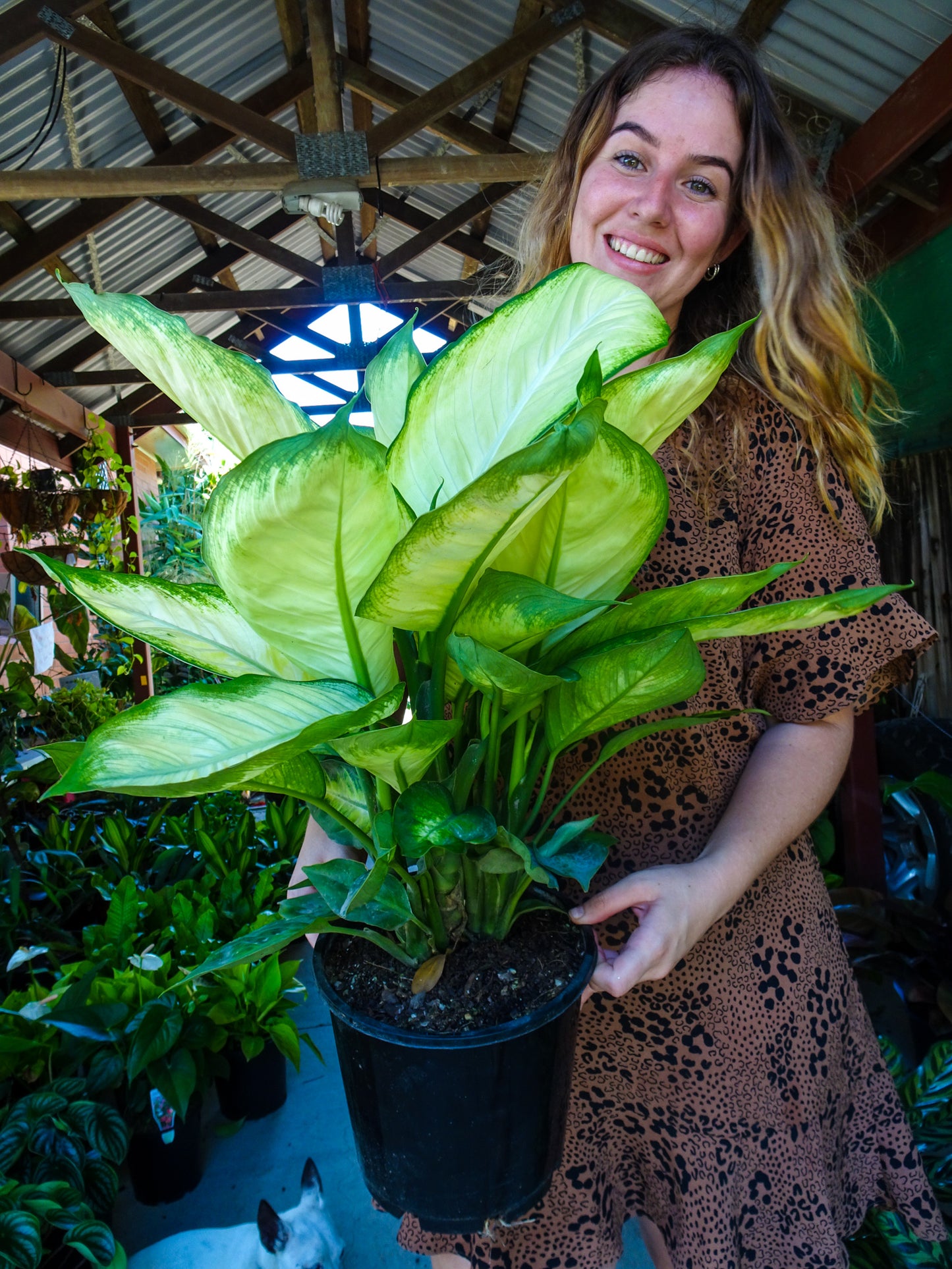 Dieffenbachia Tropic Marianne
