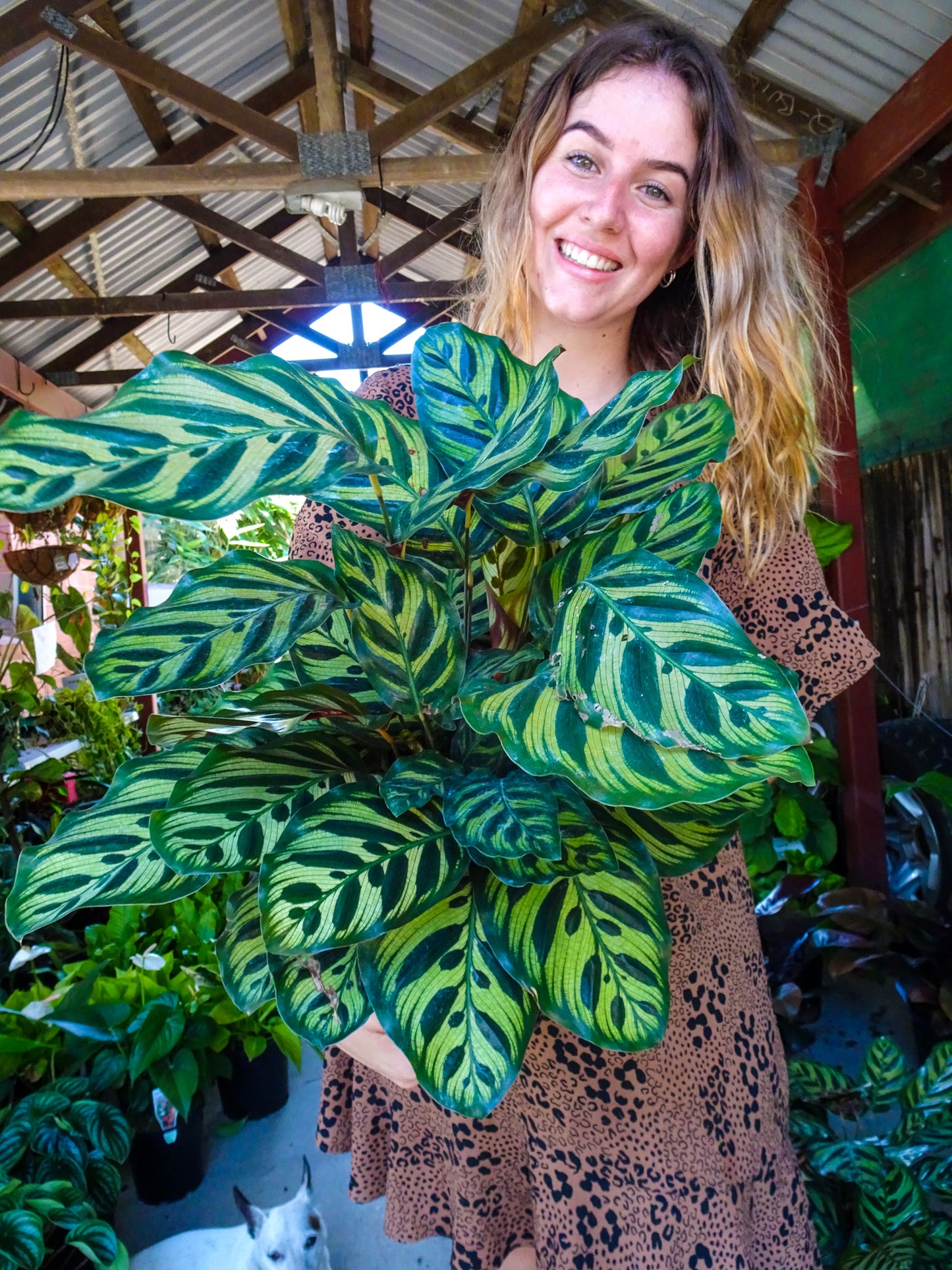 Calathea Makoyana