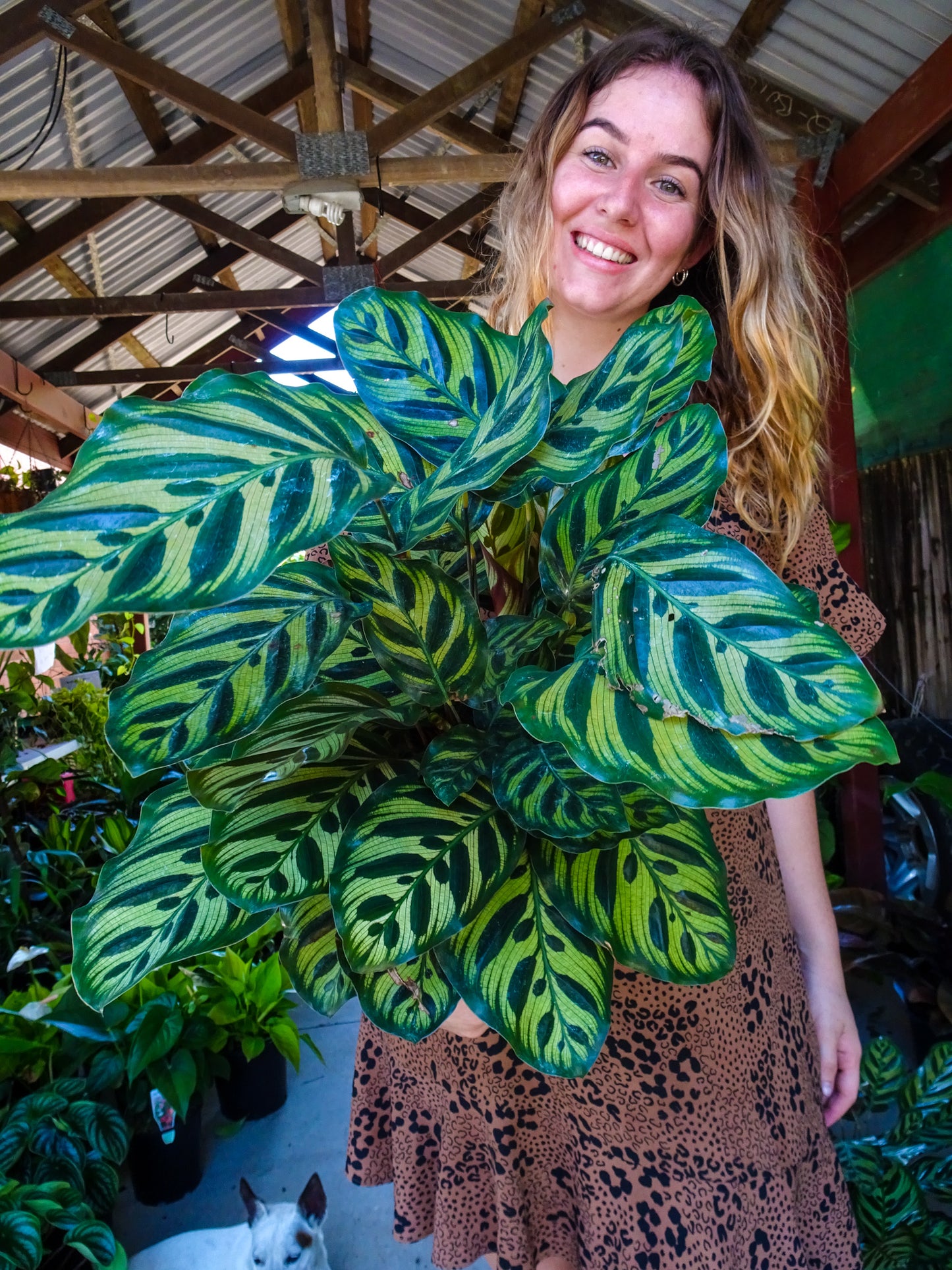 Calathea Makoyana