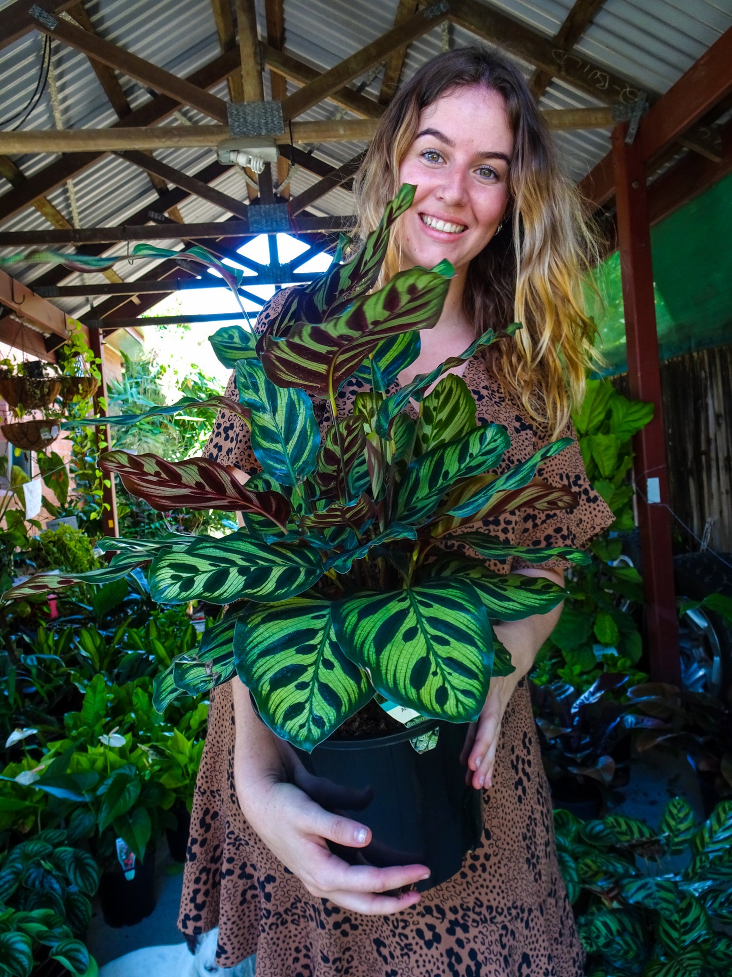 Calathea Makoyana