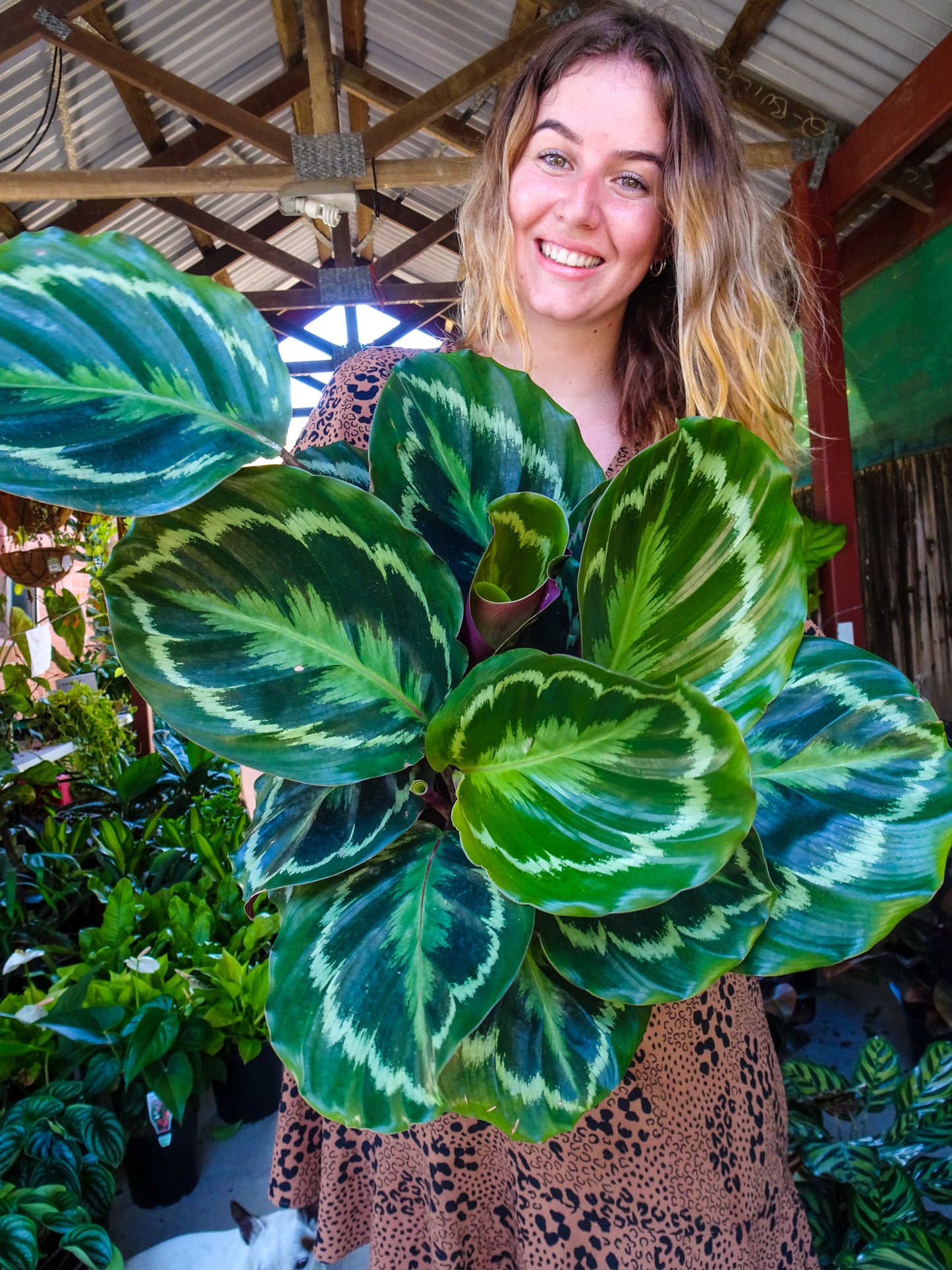 Calathea Medallion