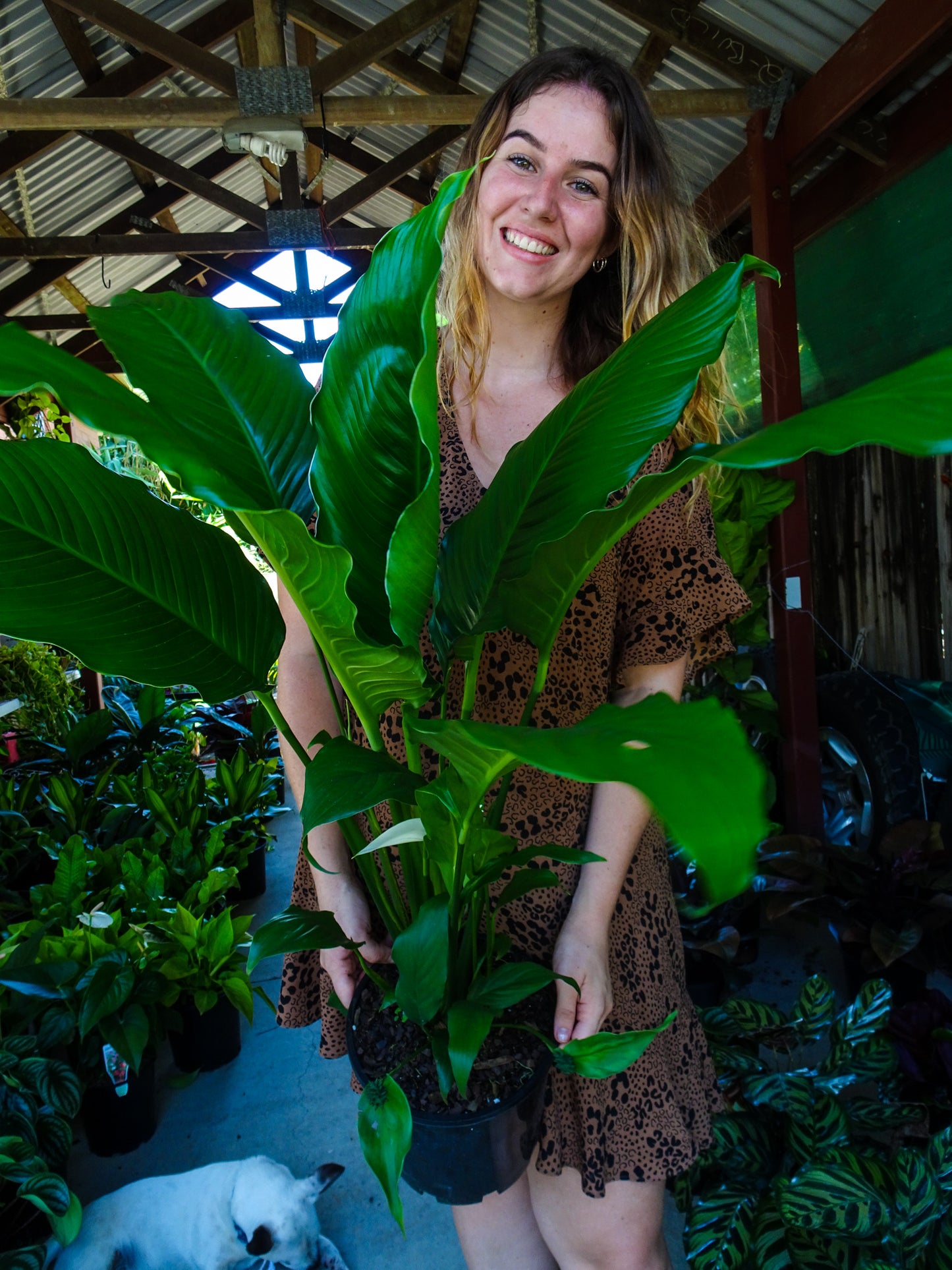 Spathiphyllum Peace Lily Maracay