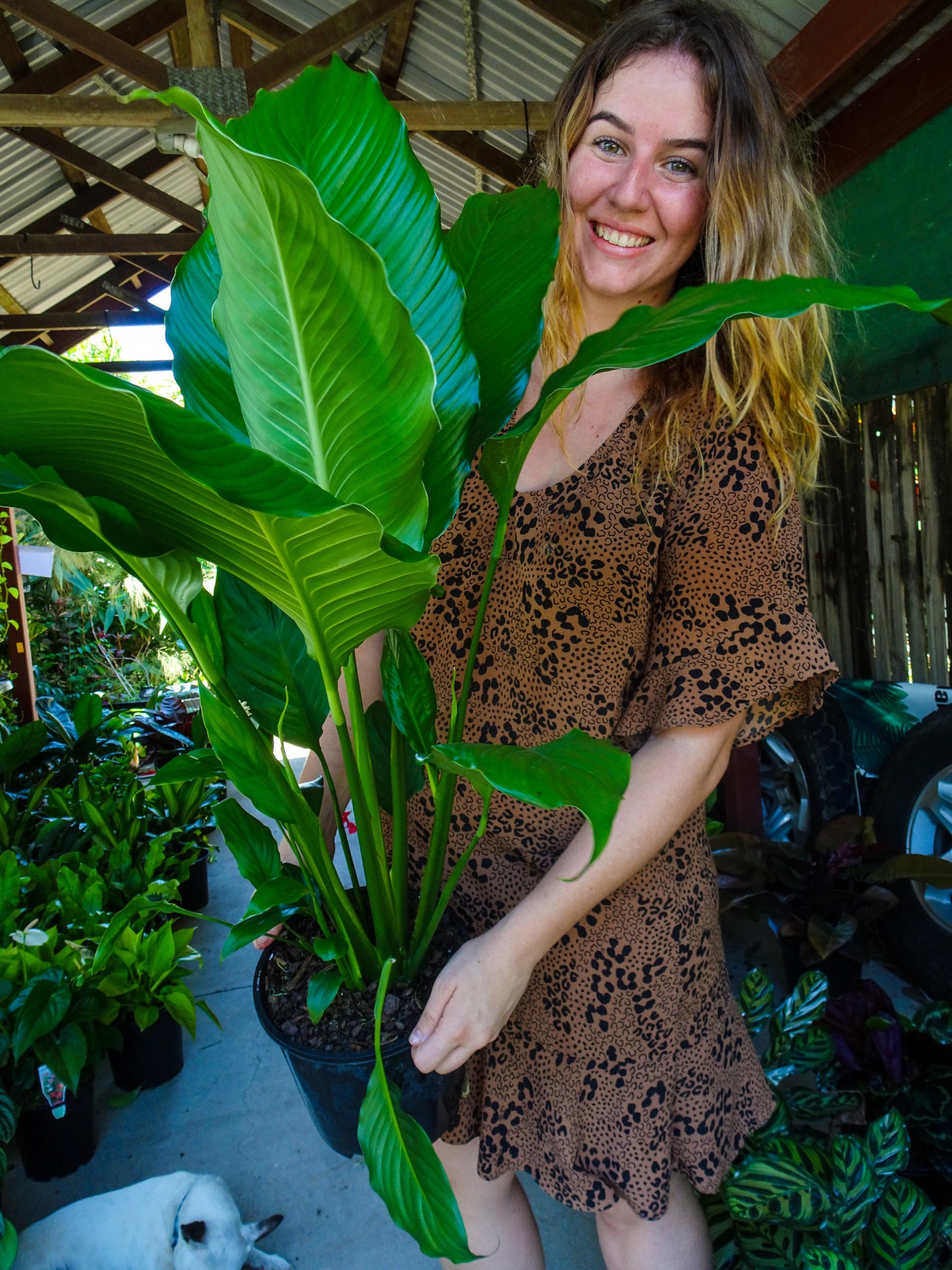 Spathiphyllum Peace Lily Maracay