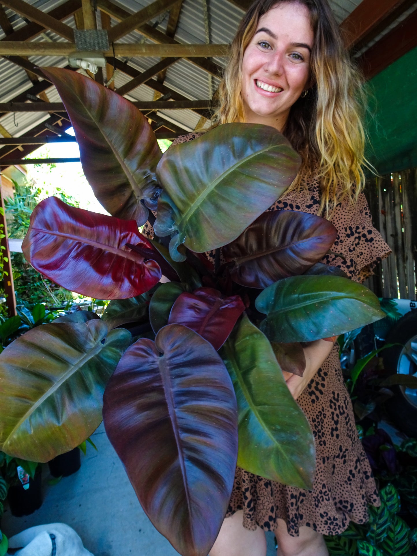 Philodendron Black Cardinal