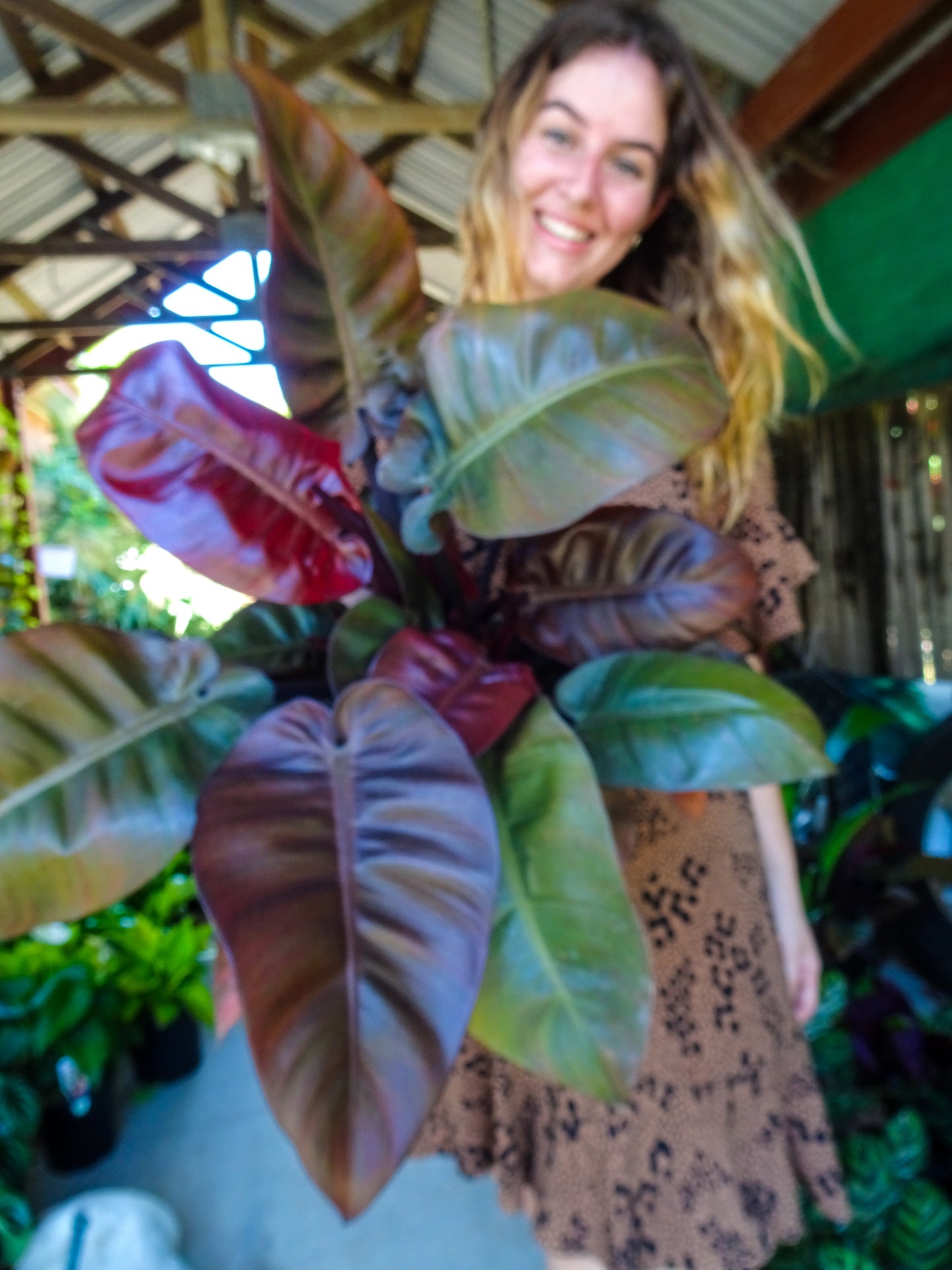 Philodendron Black Cardinal
