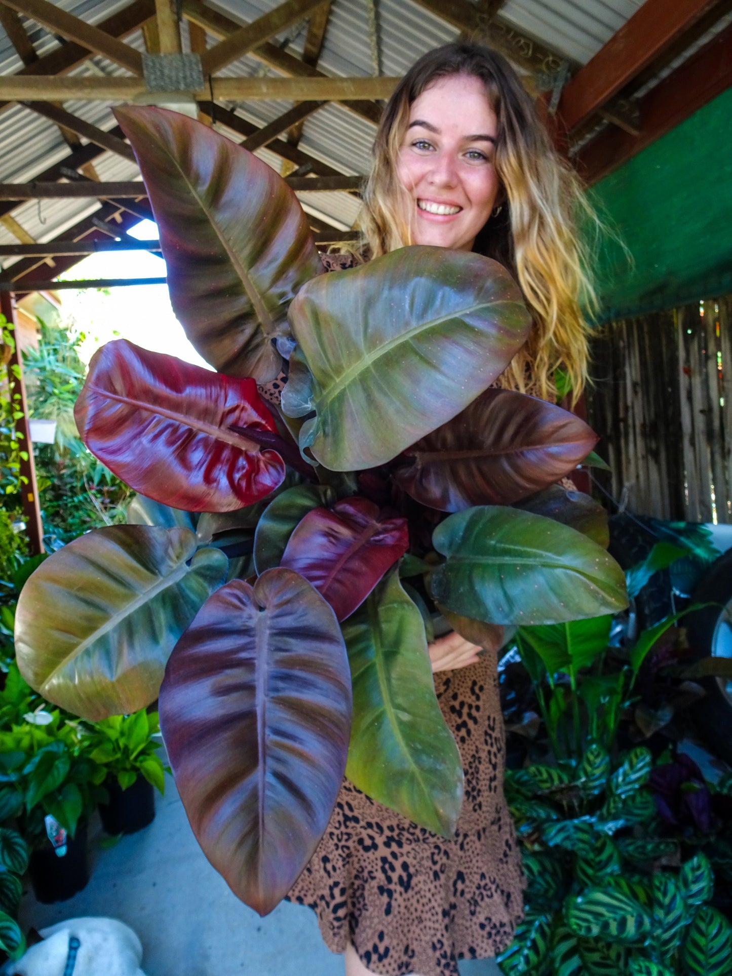 Philodendron Black Cardinal