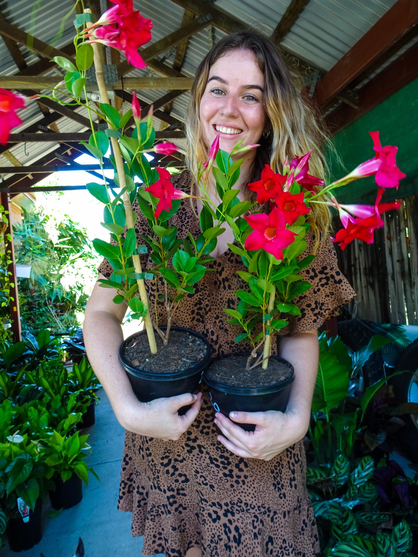 Dipladenia Red