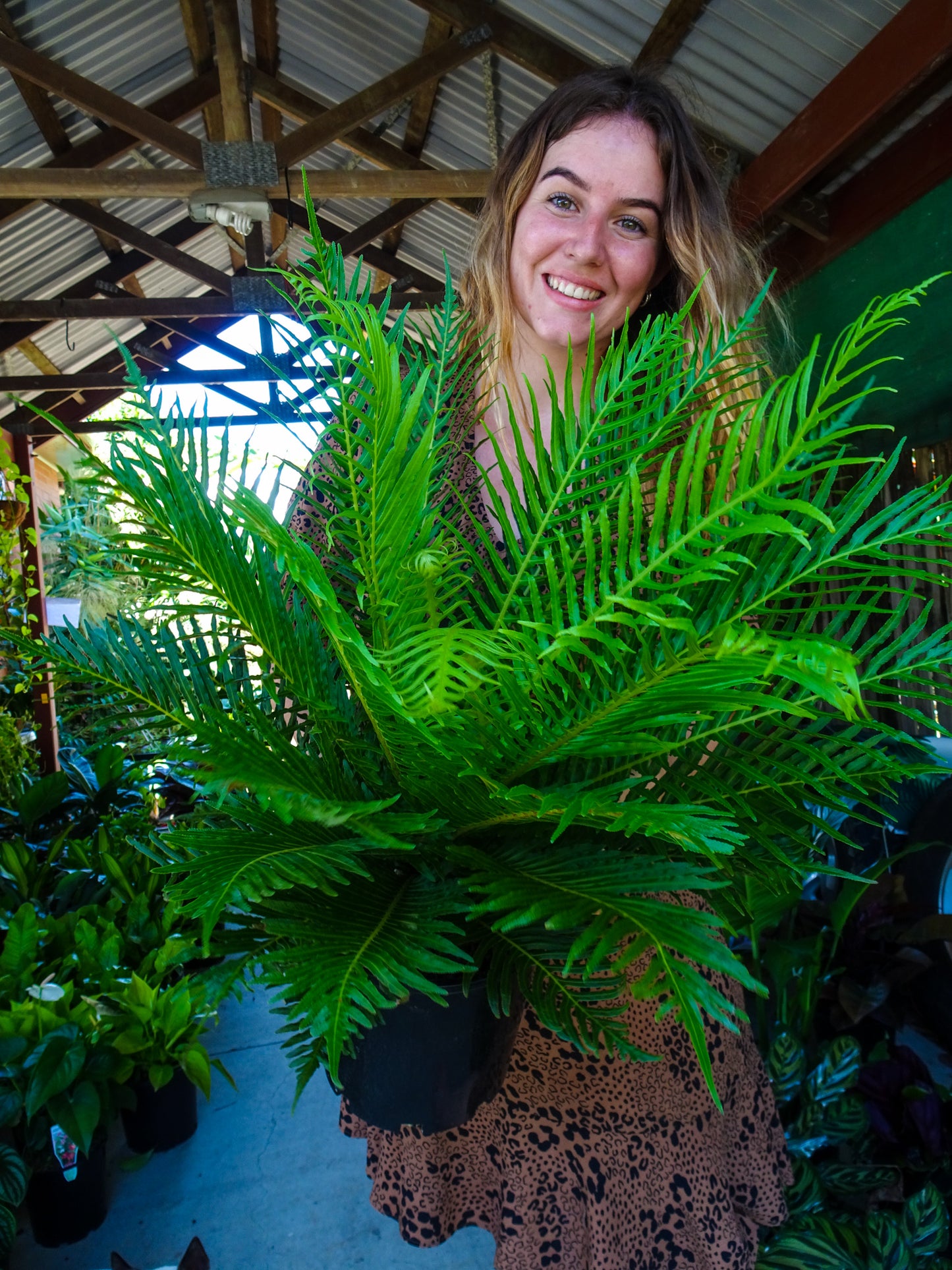 Silver Lady Fern