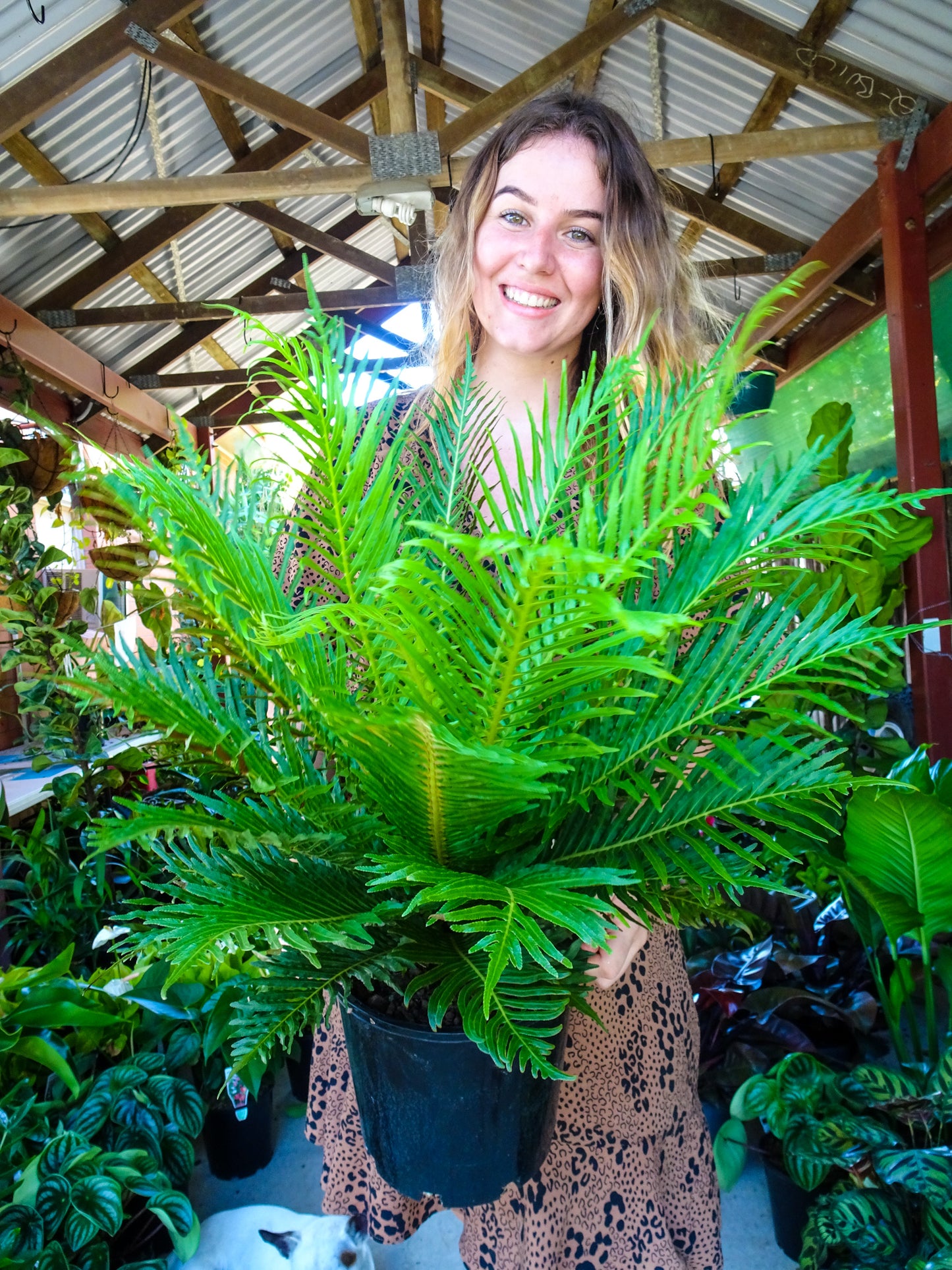 Silver Lady Fern