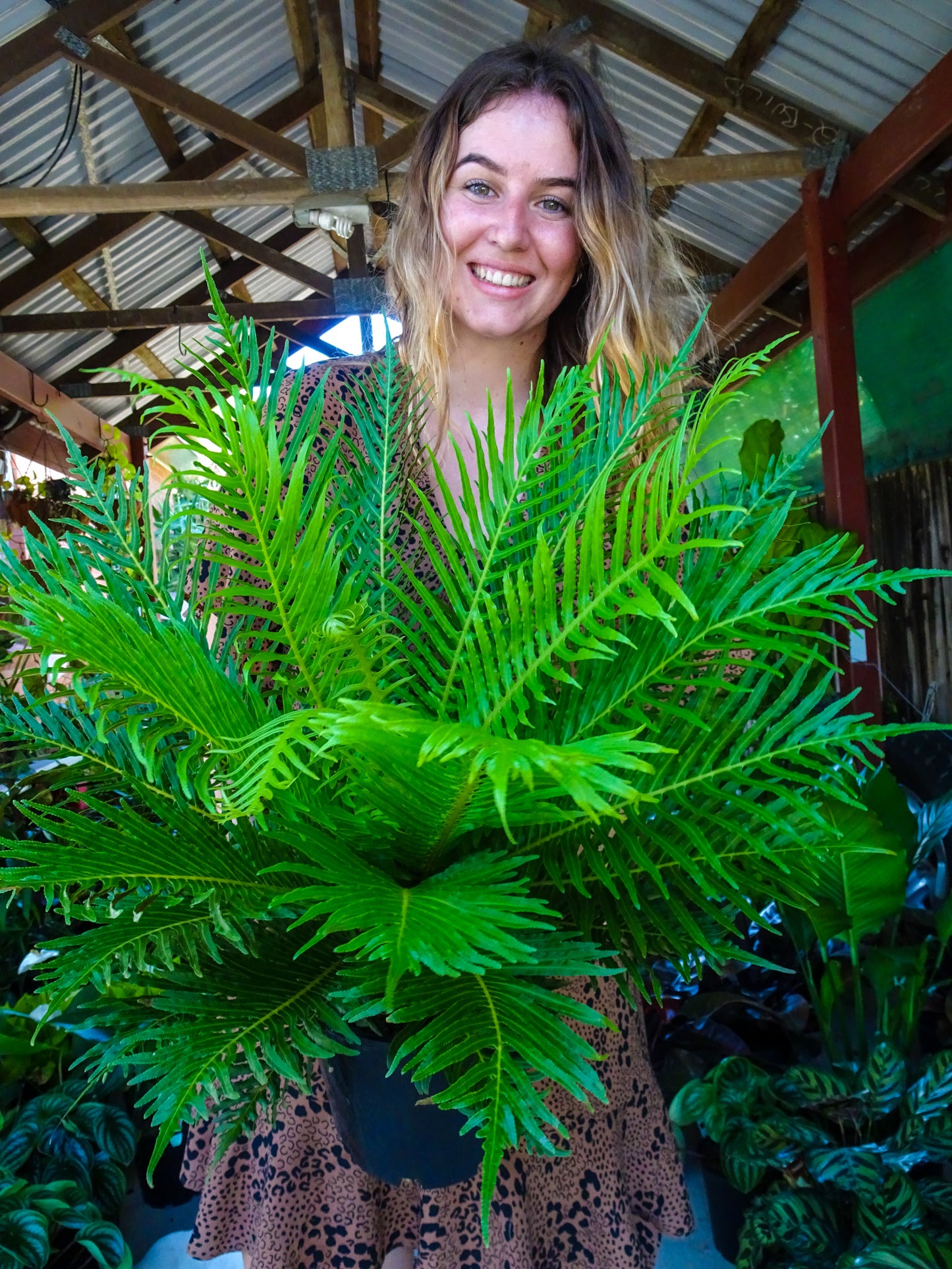 Silver Lady Fern