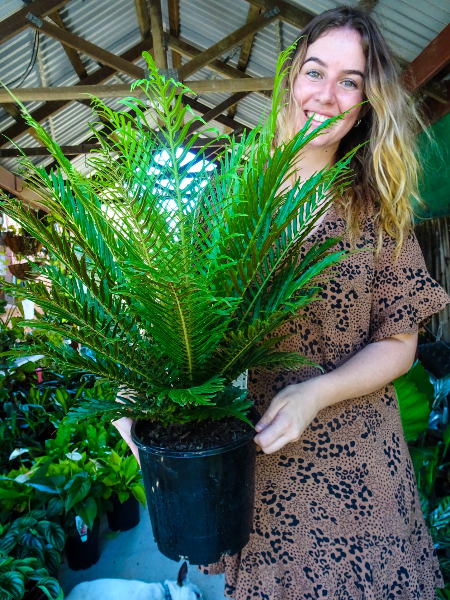Silver Lady Fern