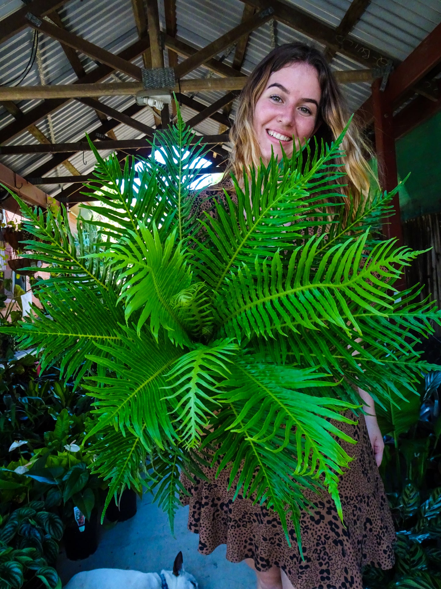 Silver Lady Fern