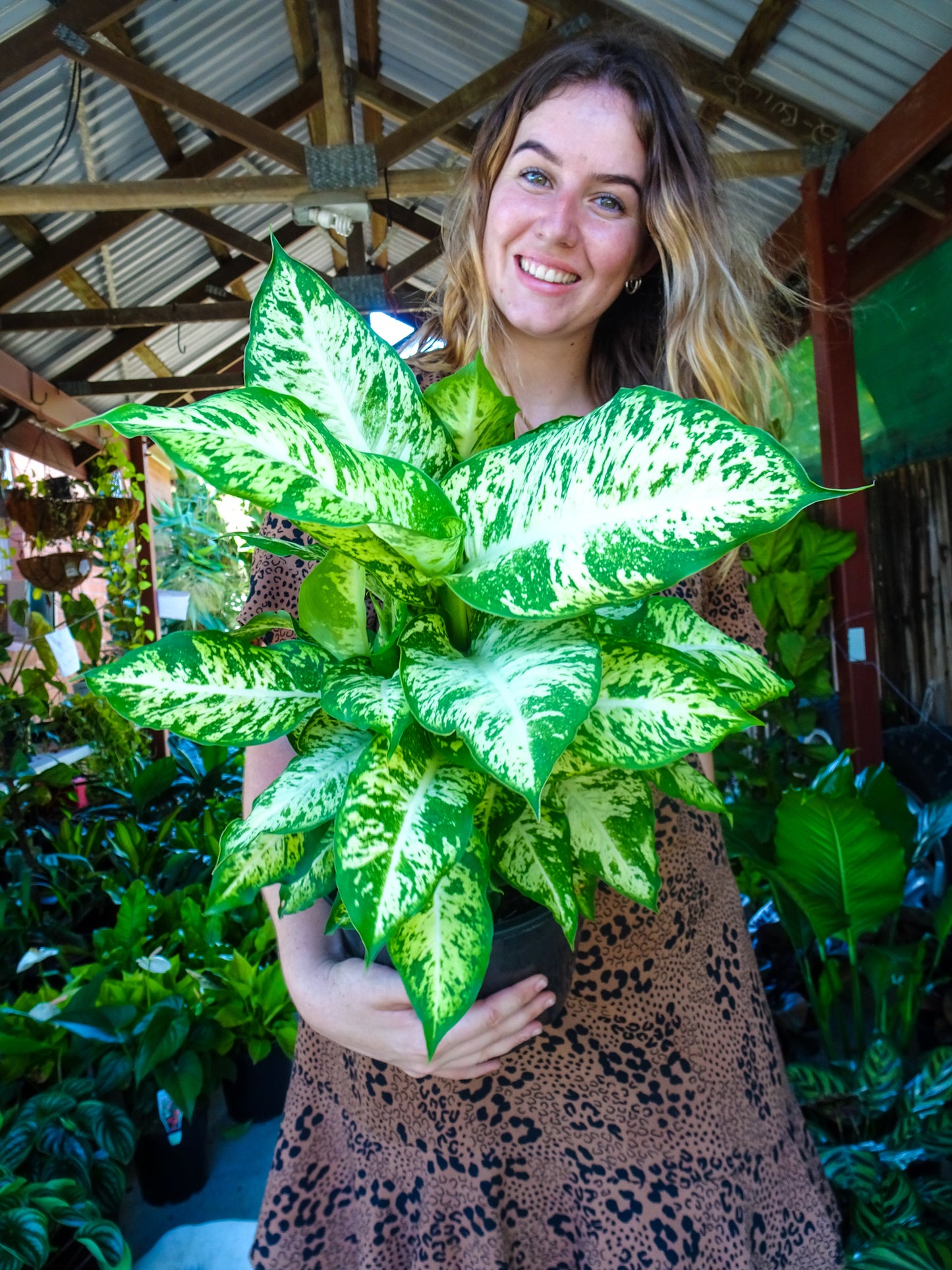 Dieffenbachia Mars
