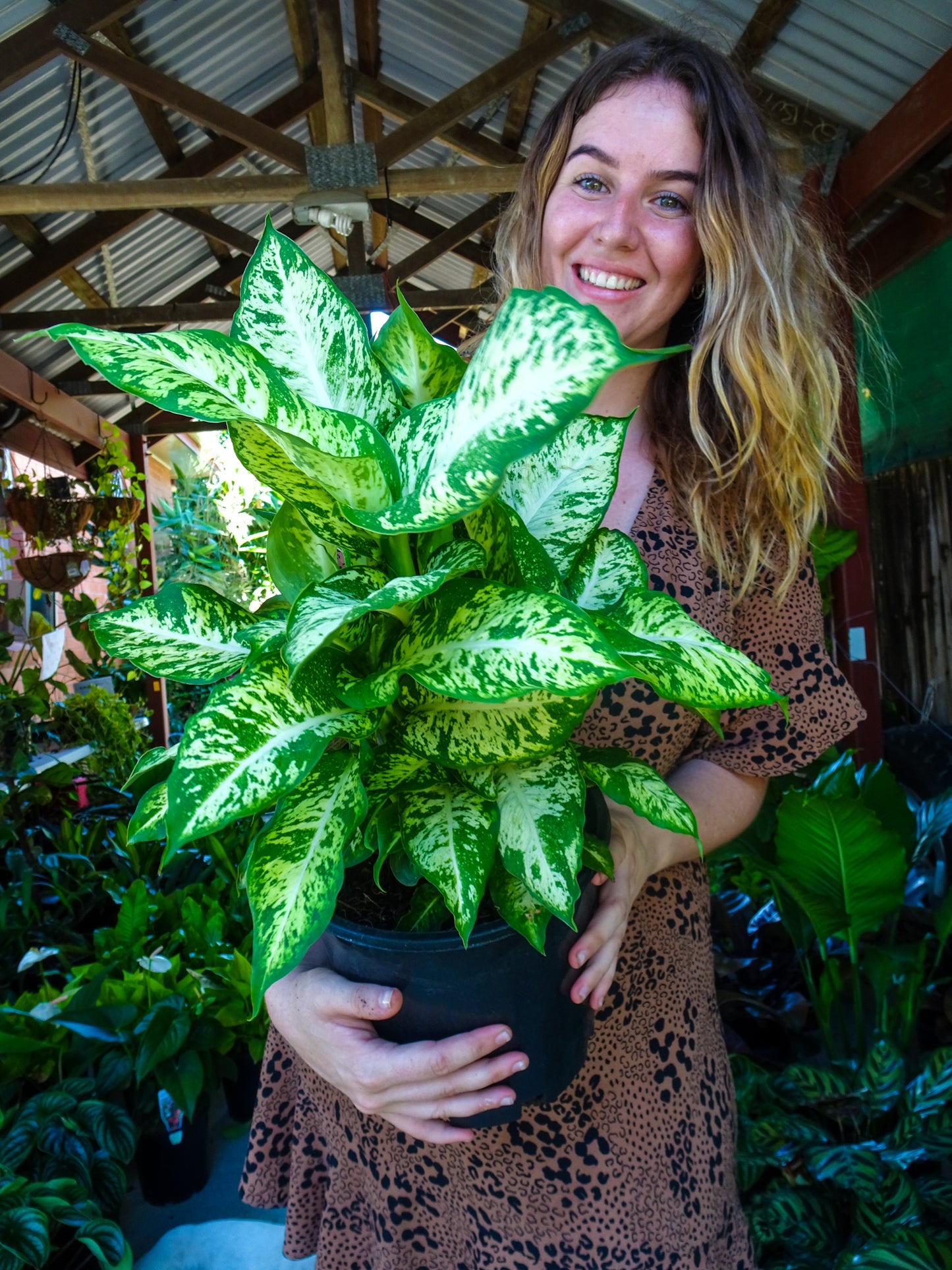 Dieffenbachia Mars