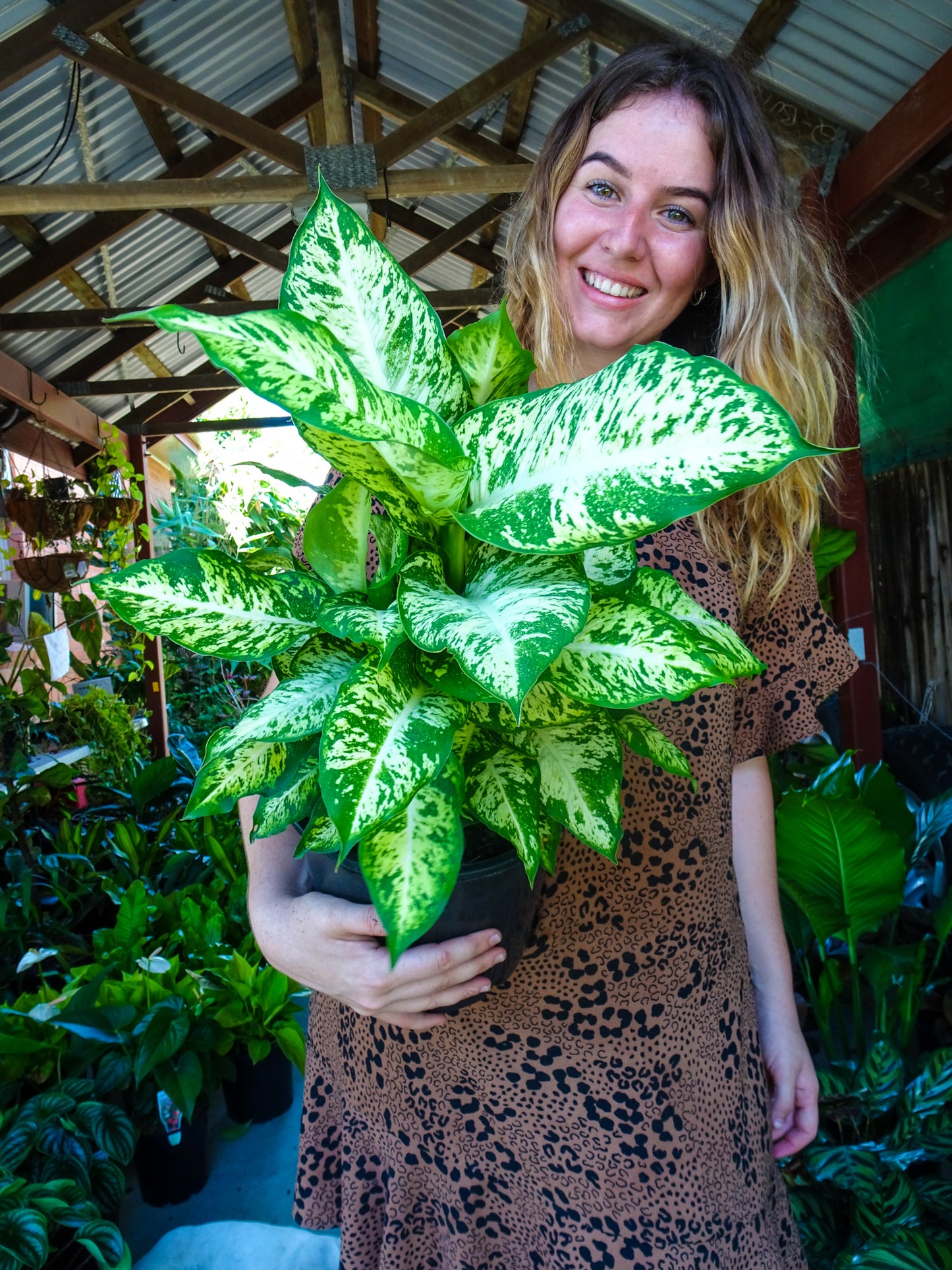 Dieffenbachia Mars